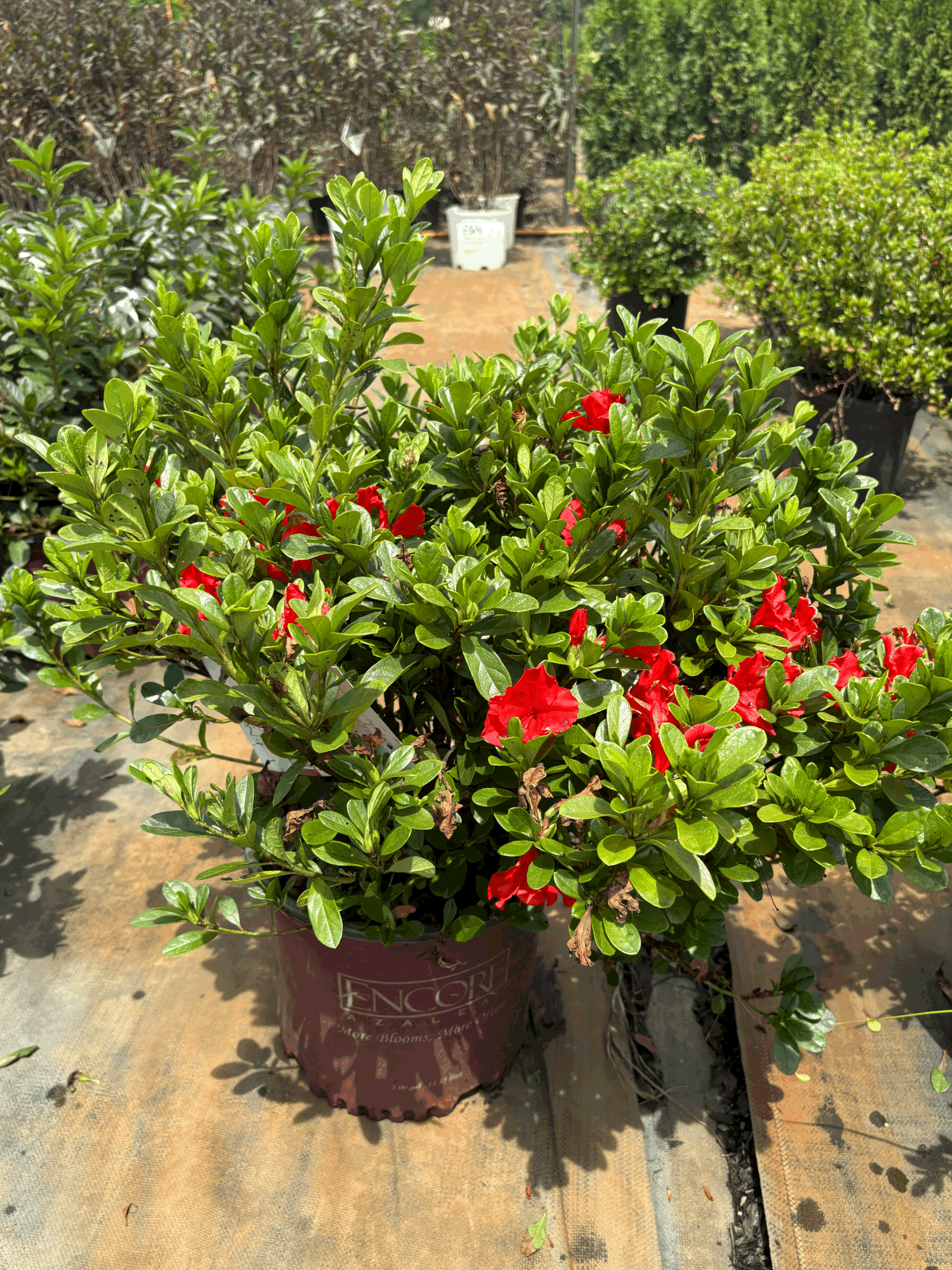 Encore Azalea Autumn Sunset® 3g