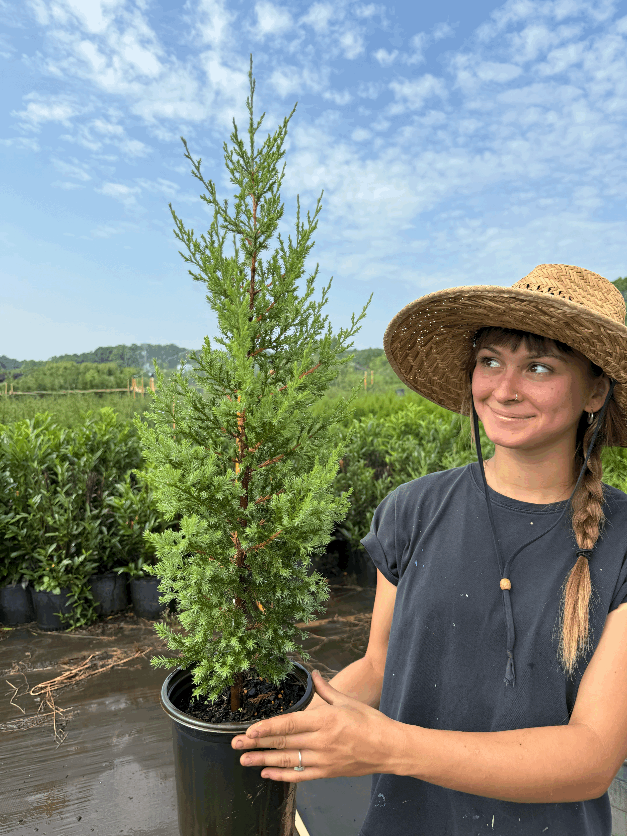 Eastern Red Cedar 1g