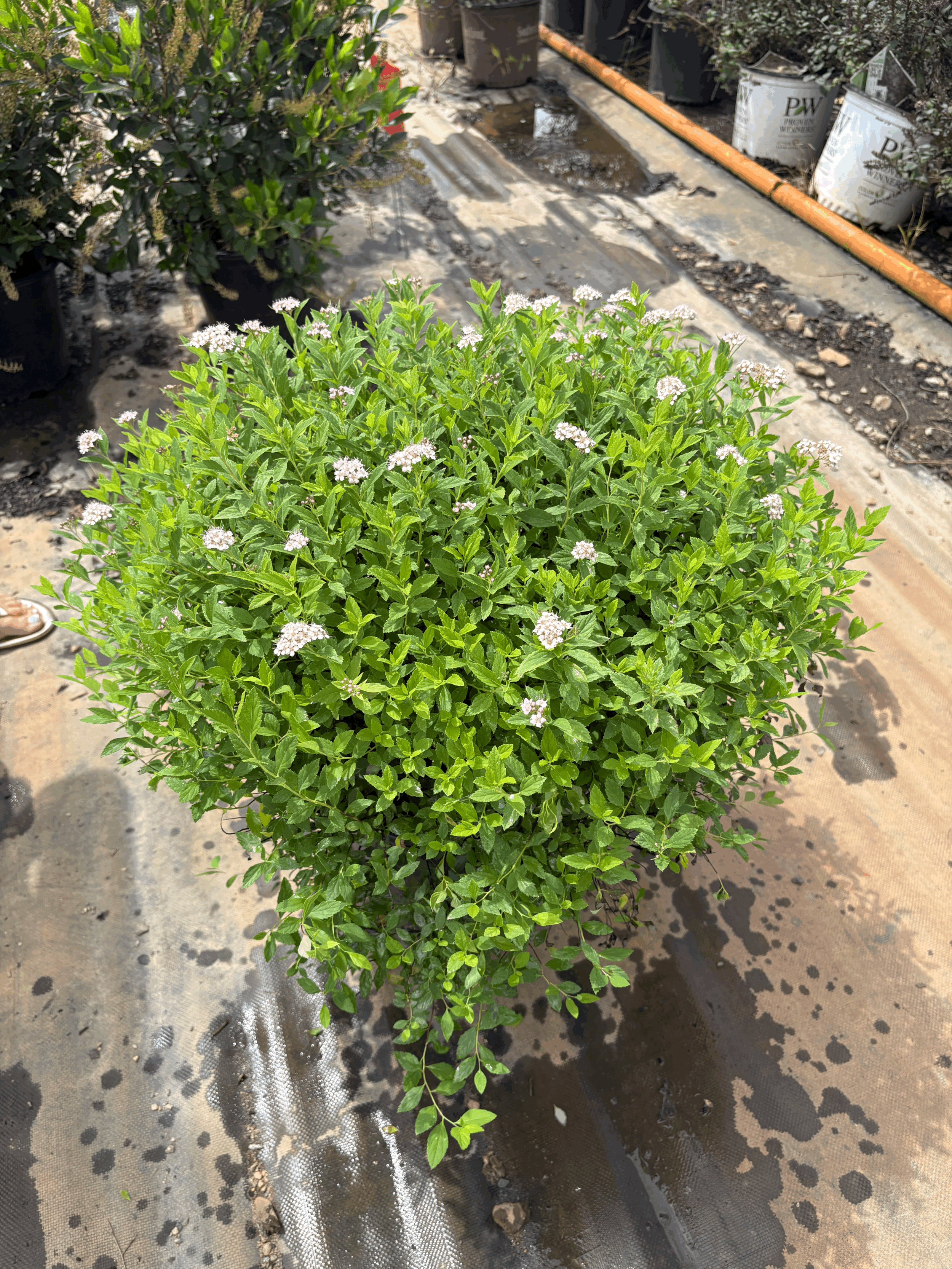 Spirea Little Princess 3g