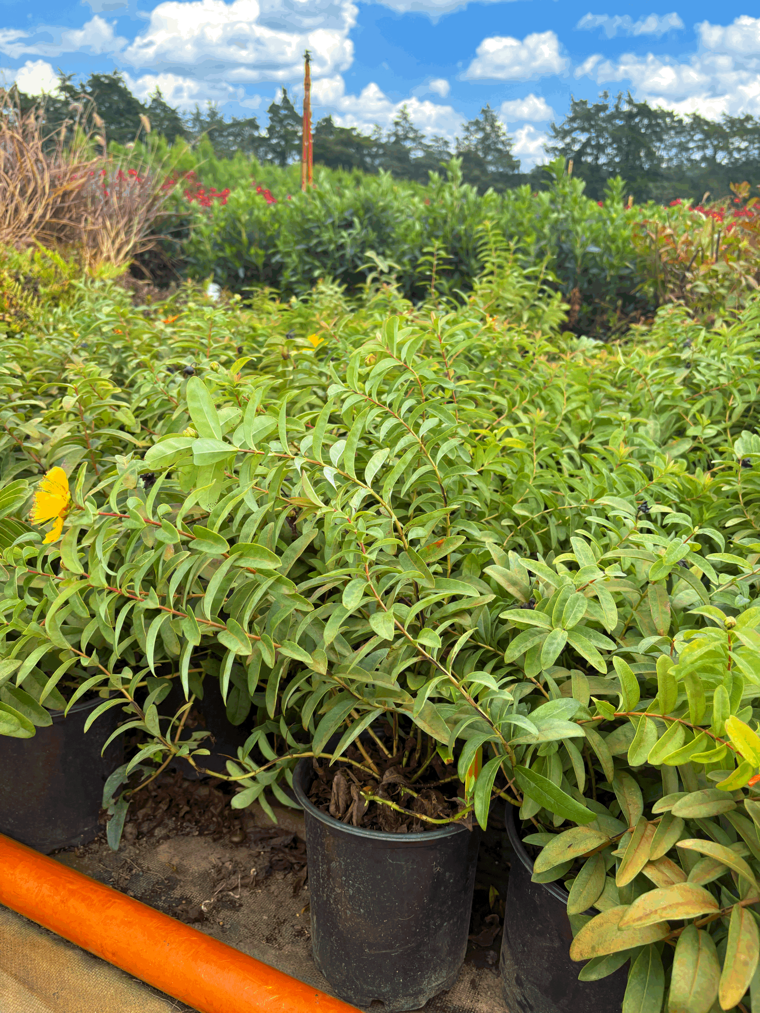 St. Johns Wort 1g