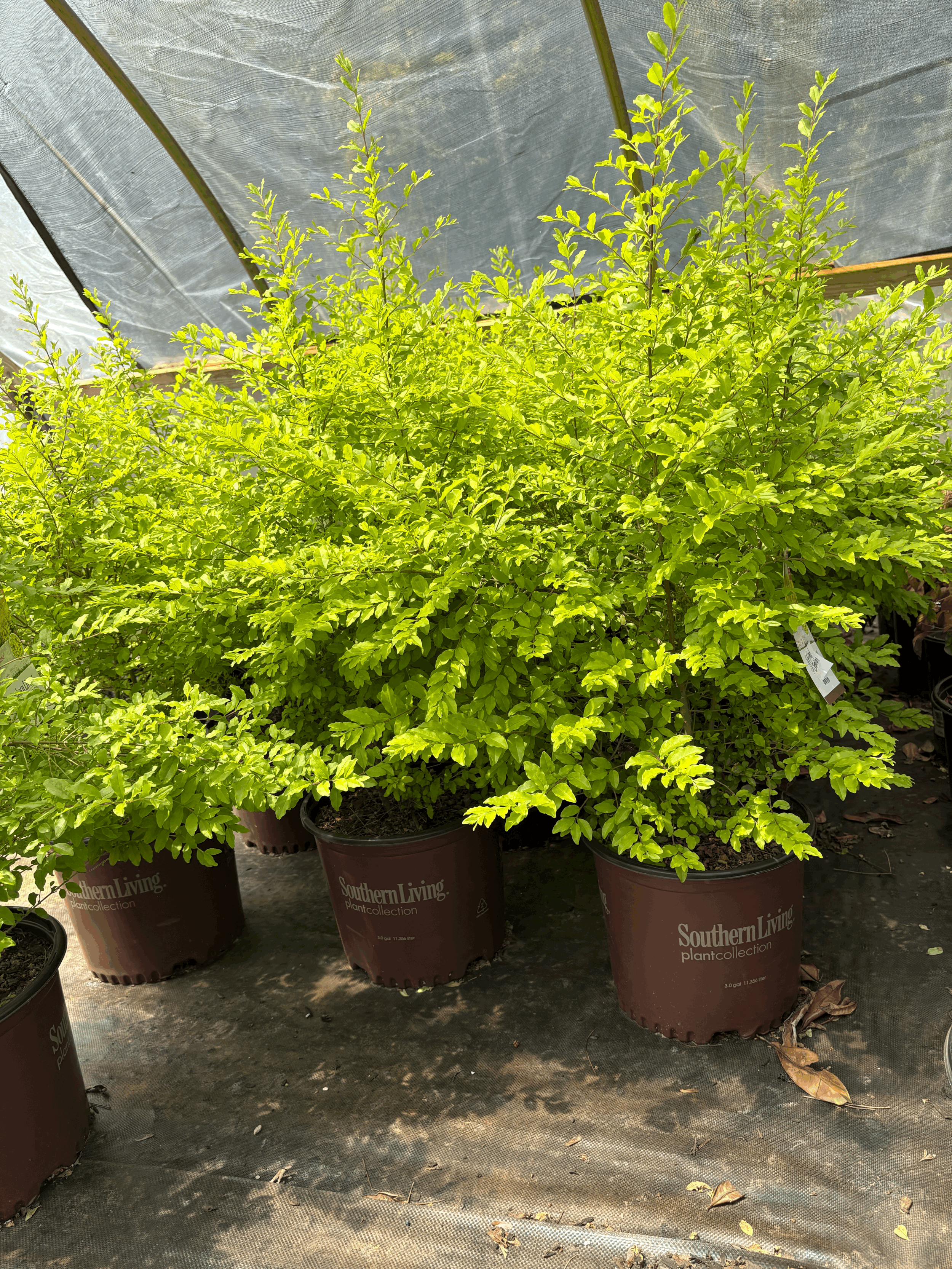 Sunshine Ligustrum