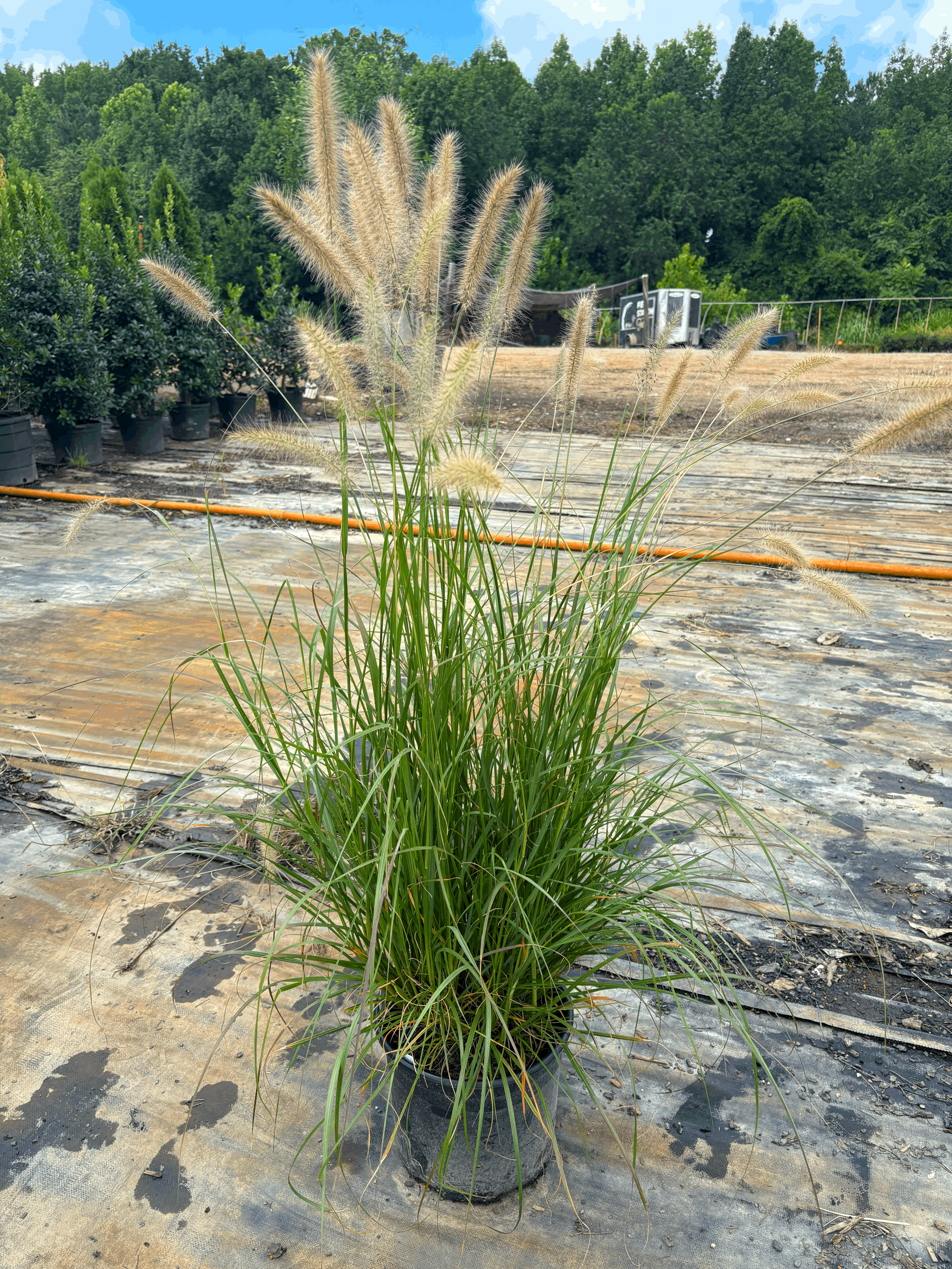 Cassian Dwarf Fountain Grass 3g