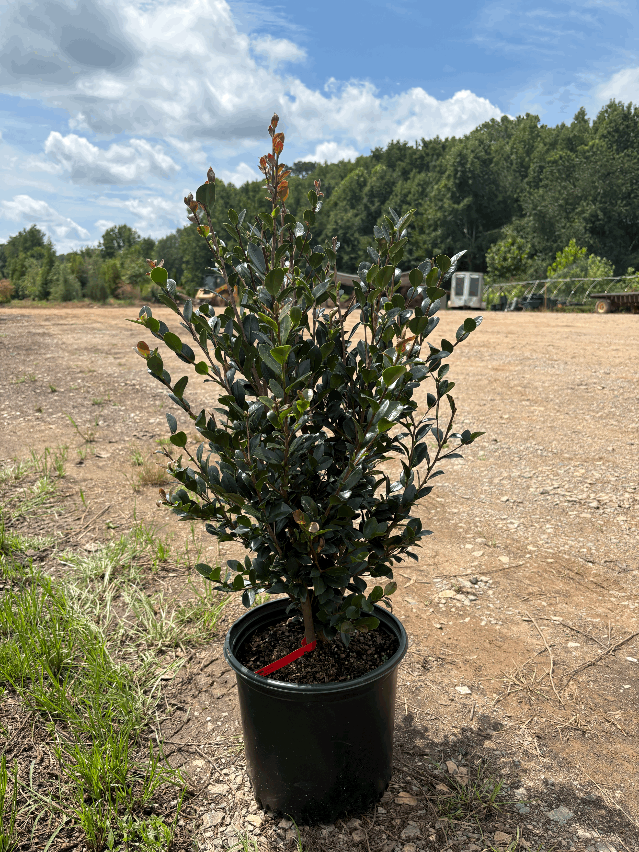 Camelia Yuletide 3g