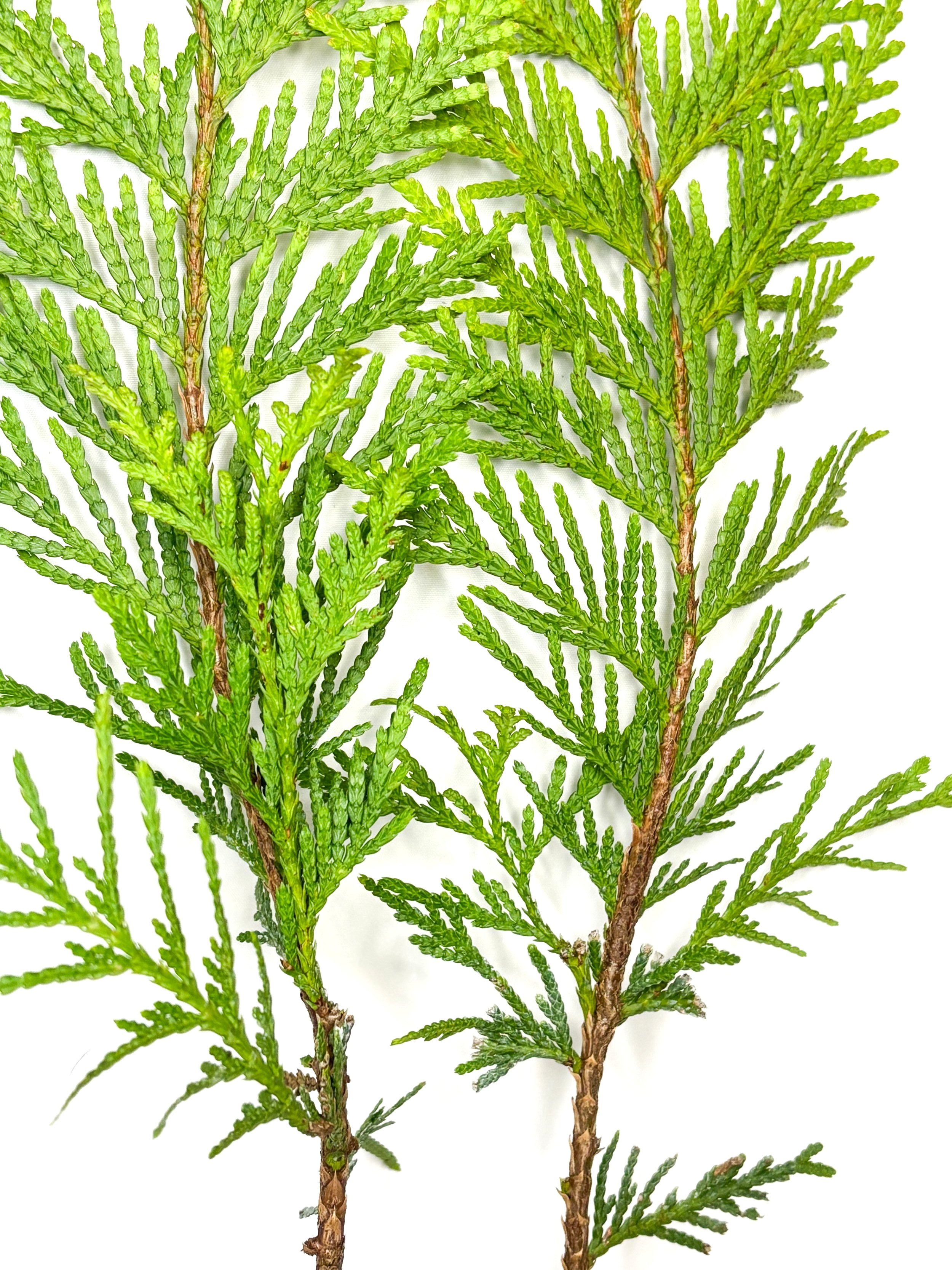 close+up+green+giants.jpg