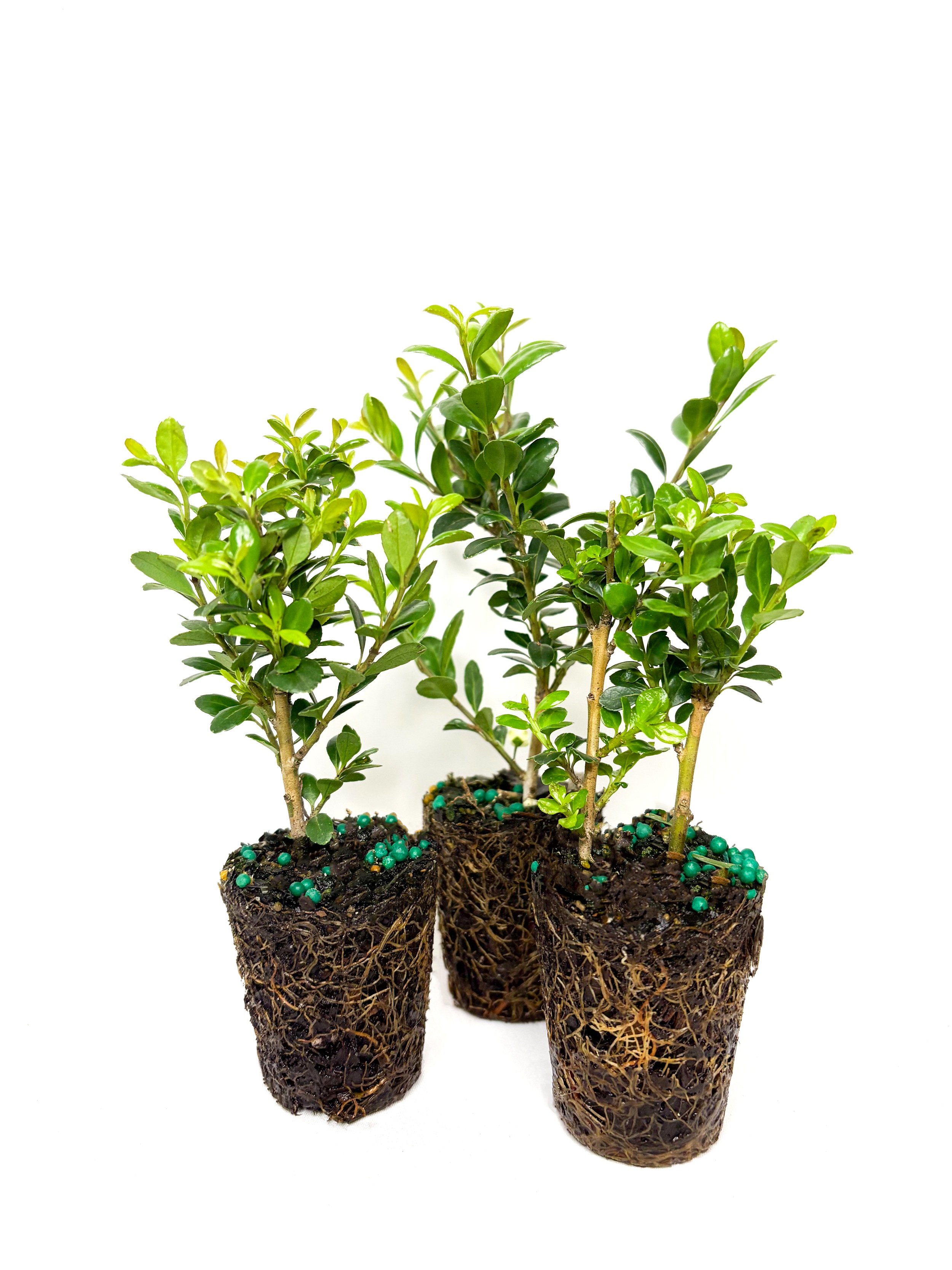 compacta+holly+website+photo+3.jpg