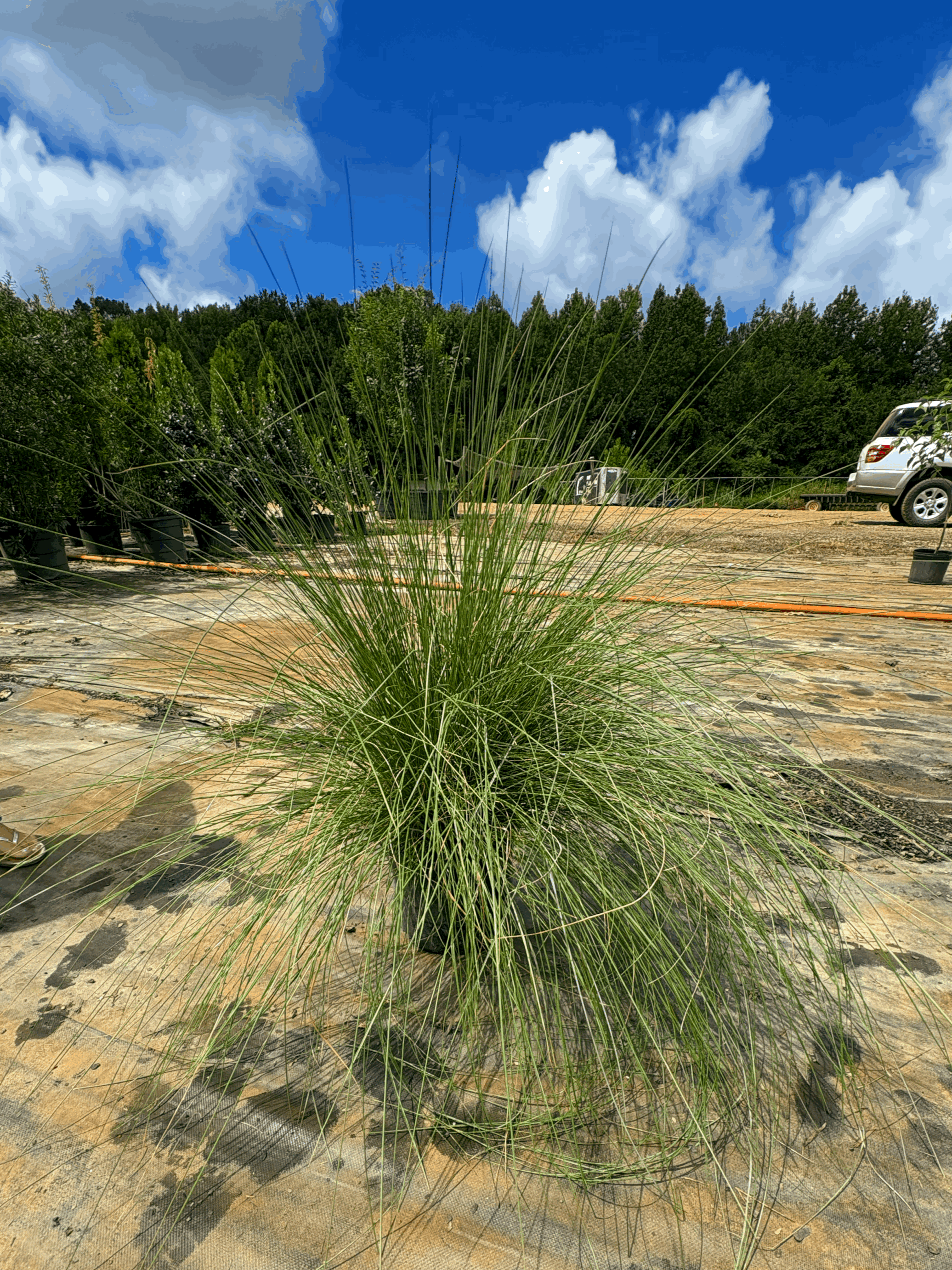 Pink Muhly Grass 3g