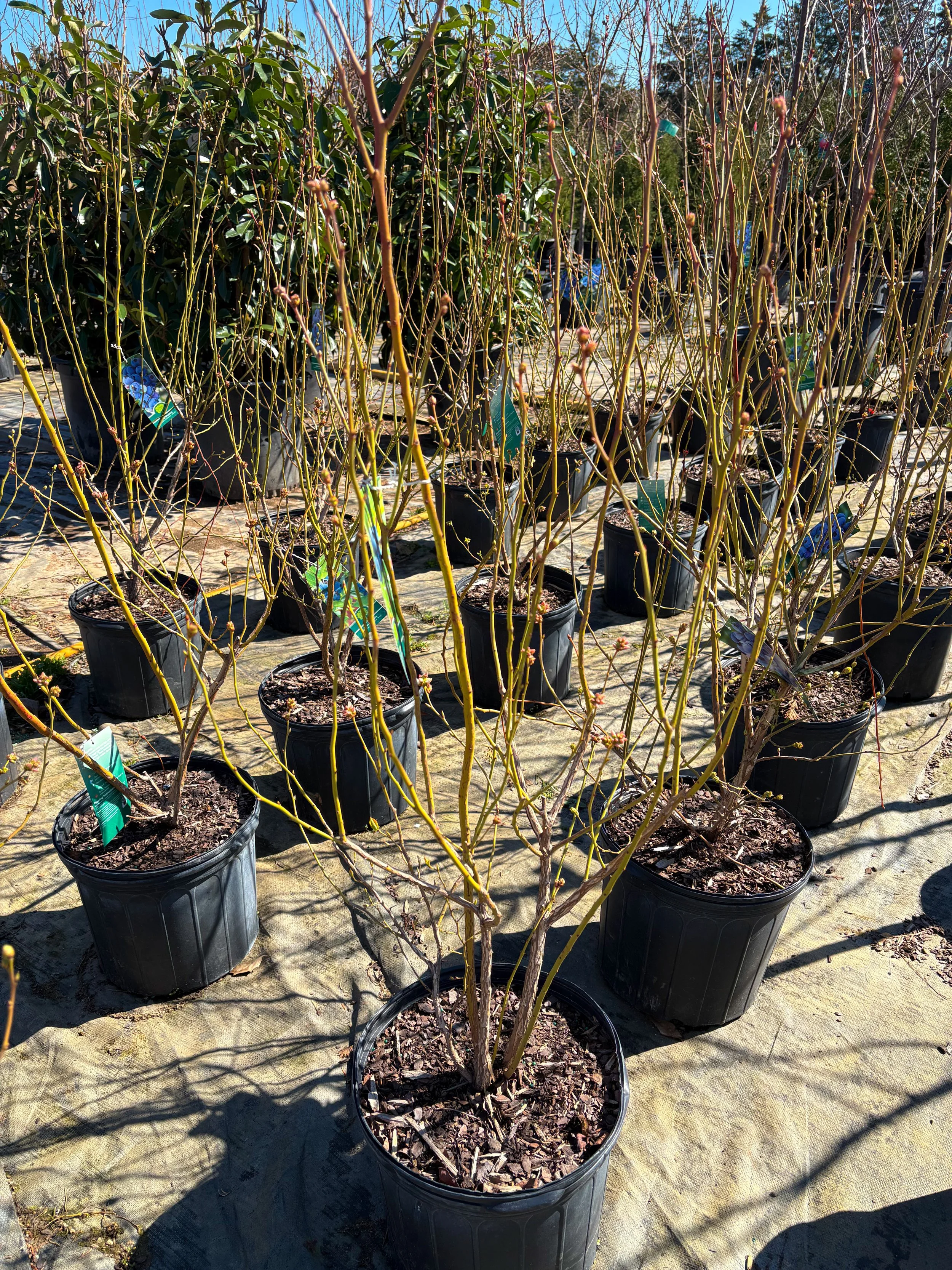 Potted plants with thin branches in a nursery setting, with green leaves on some in the background.