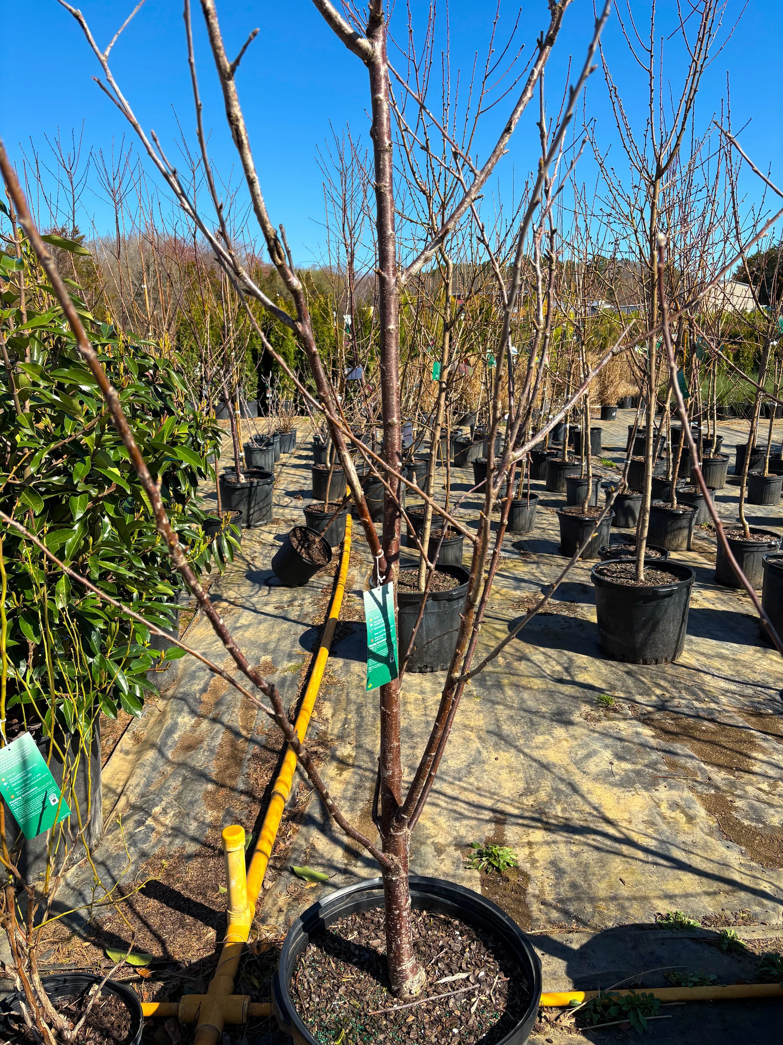 Young trees in black pots at a nursery with blue sky background.