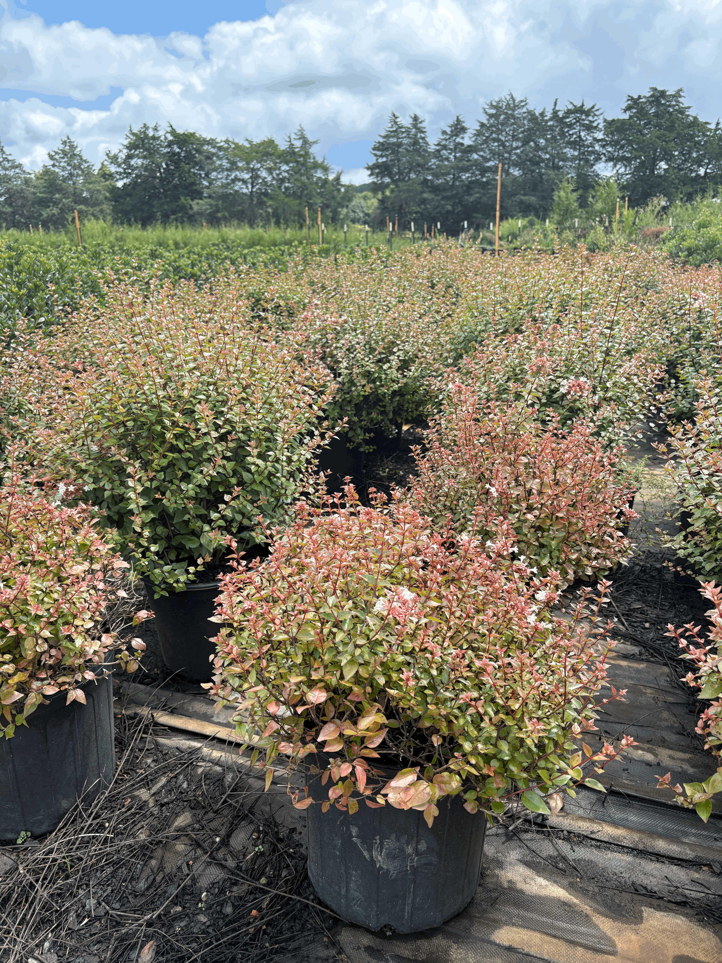 Abelia Rose Creek 3g