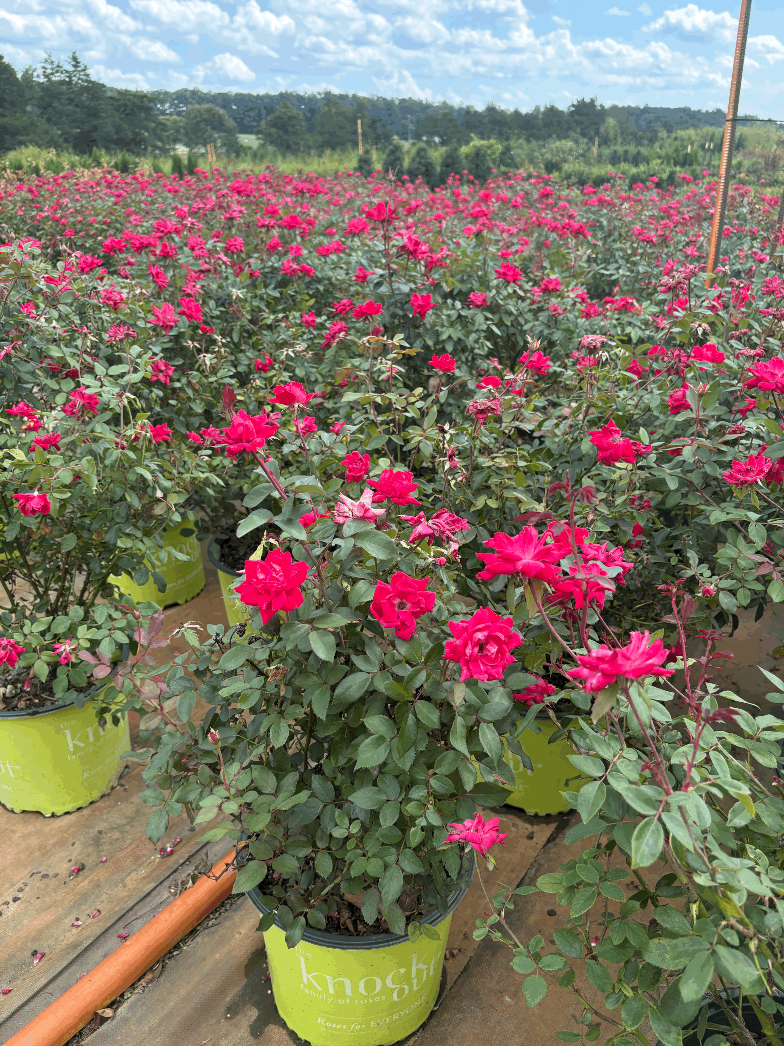 Knockout Rose® Double Pink 3g