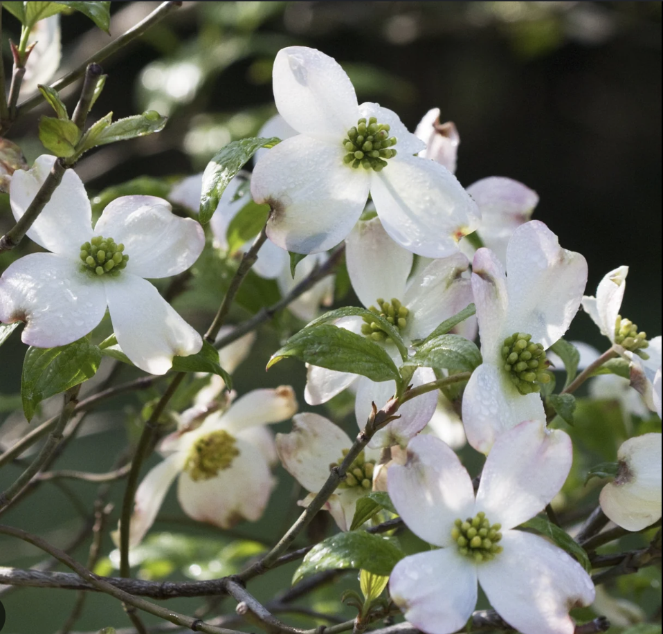 Cherokee Princess Dogwood 5g