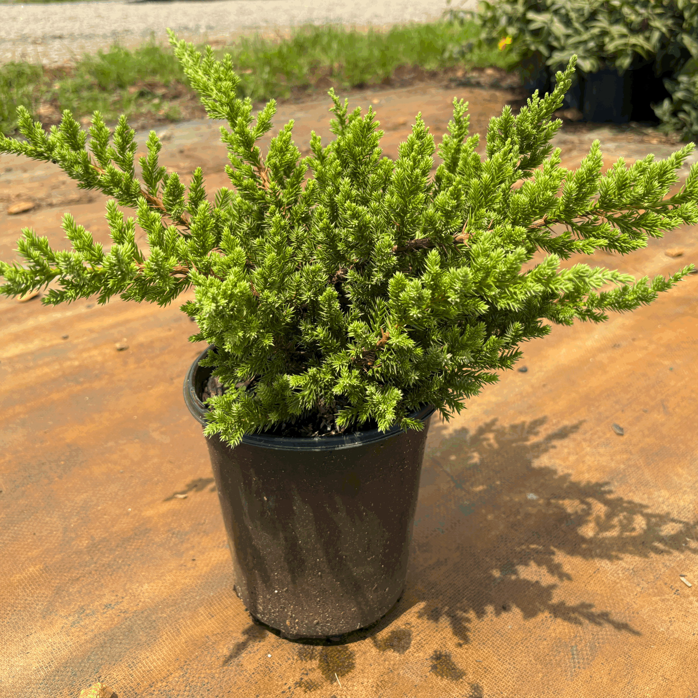 San Jose Juniper 1g