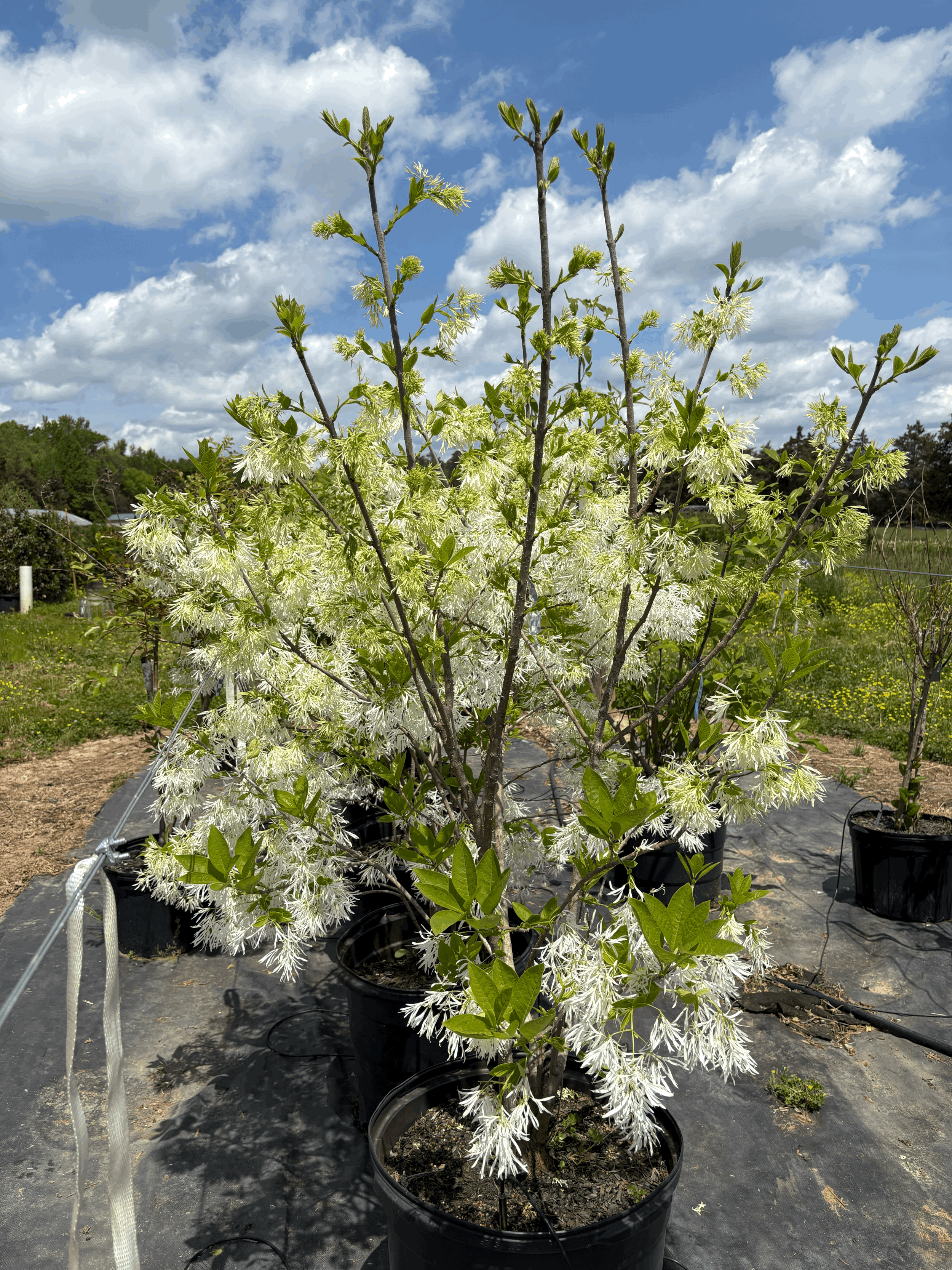 Chinese Fringetree 15g