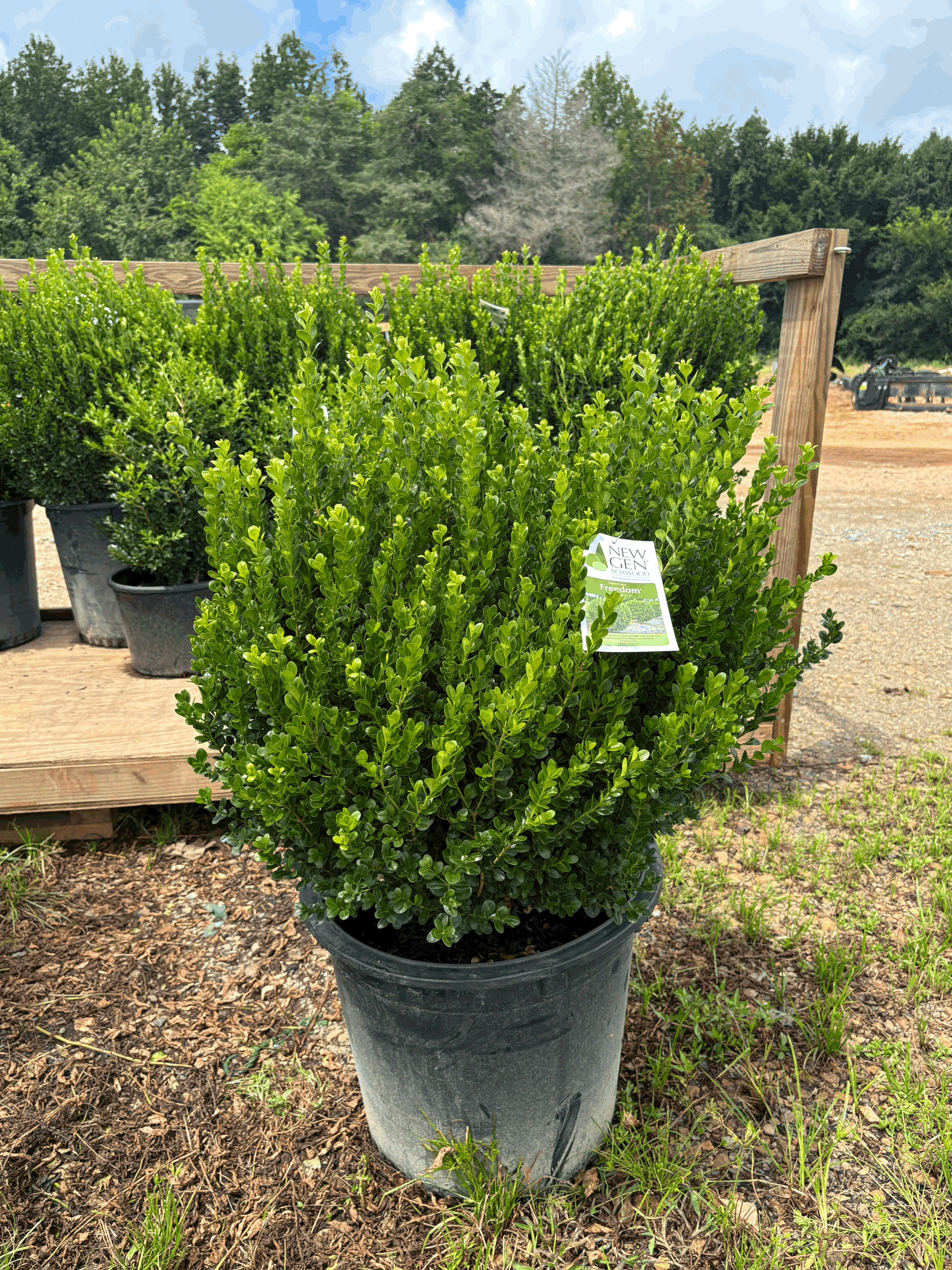 New Gen Freedom Boxwood 15g
