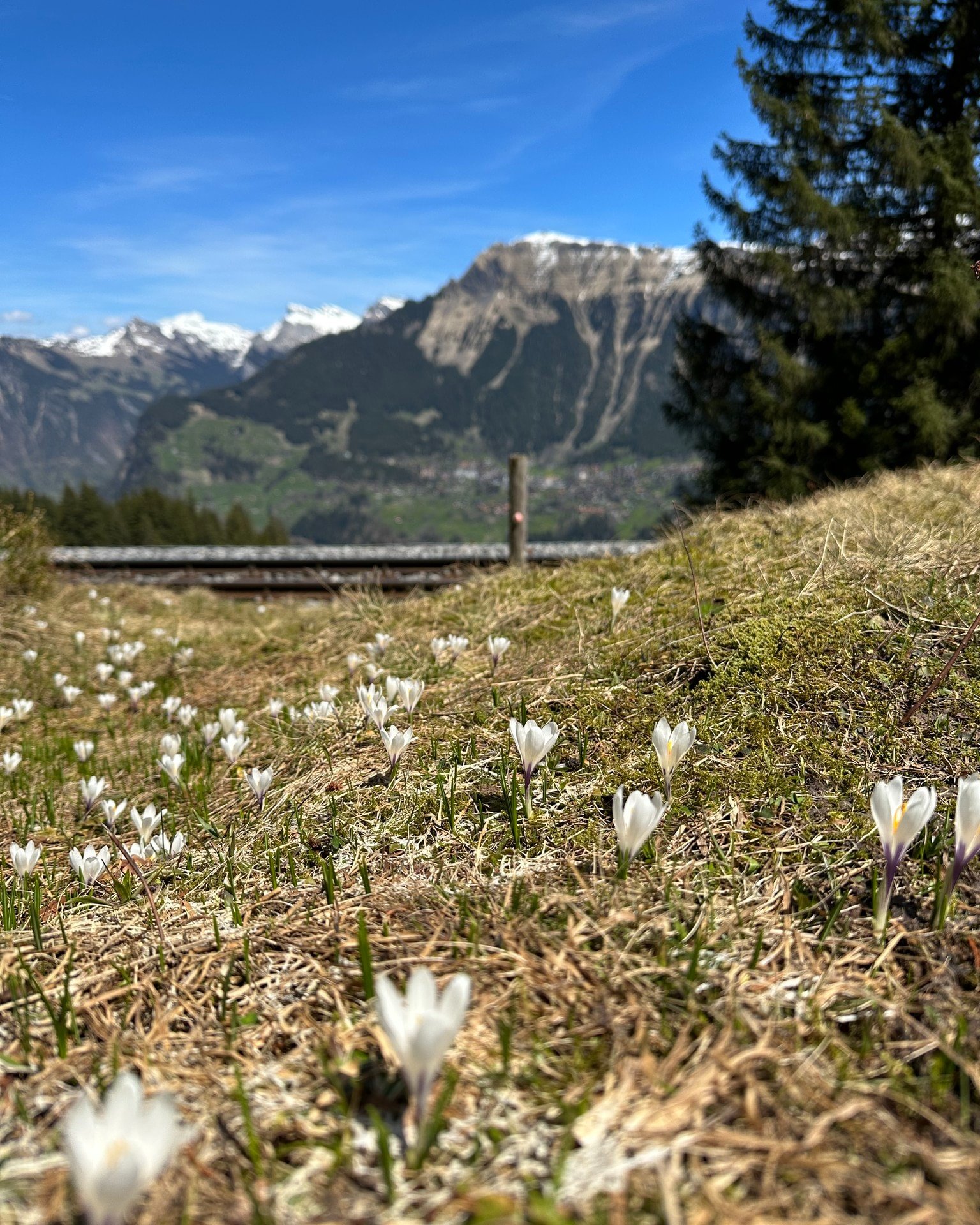 Spring is in the Alps! 🌷 While crocus flowers have already started blooming in Swiss cities, the Alps are gearing up for their turn. These little beauties never fail to remind us of the promise of new beginnings ❤🇨🇭