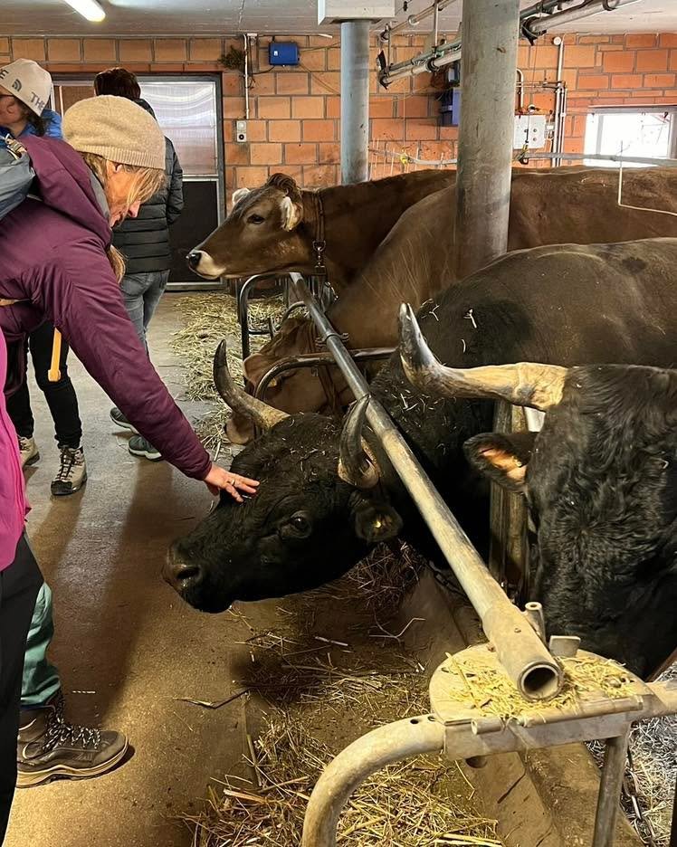 Any hike becomes extra special when we get to visit a local farm and witness firsthand how Swiss farmers are an integral part of the nature surrounding the Alps. It is always eye-opening to see the hard work and dedication that goes into producing th