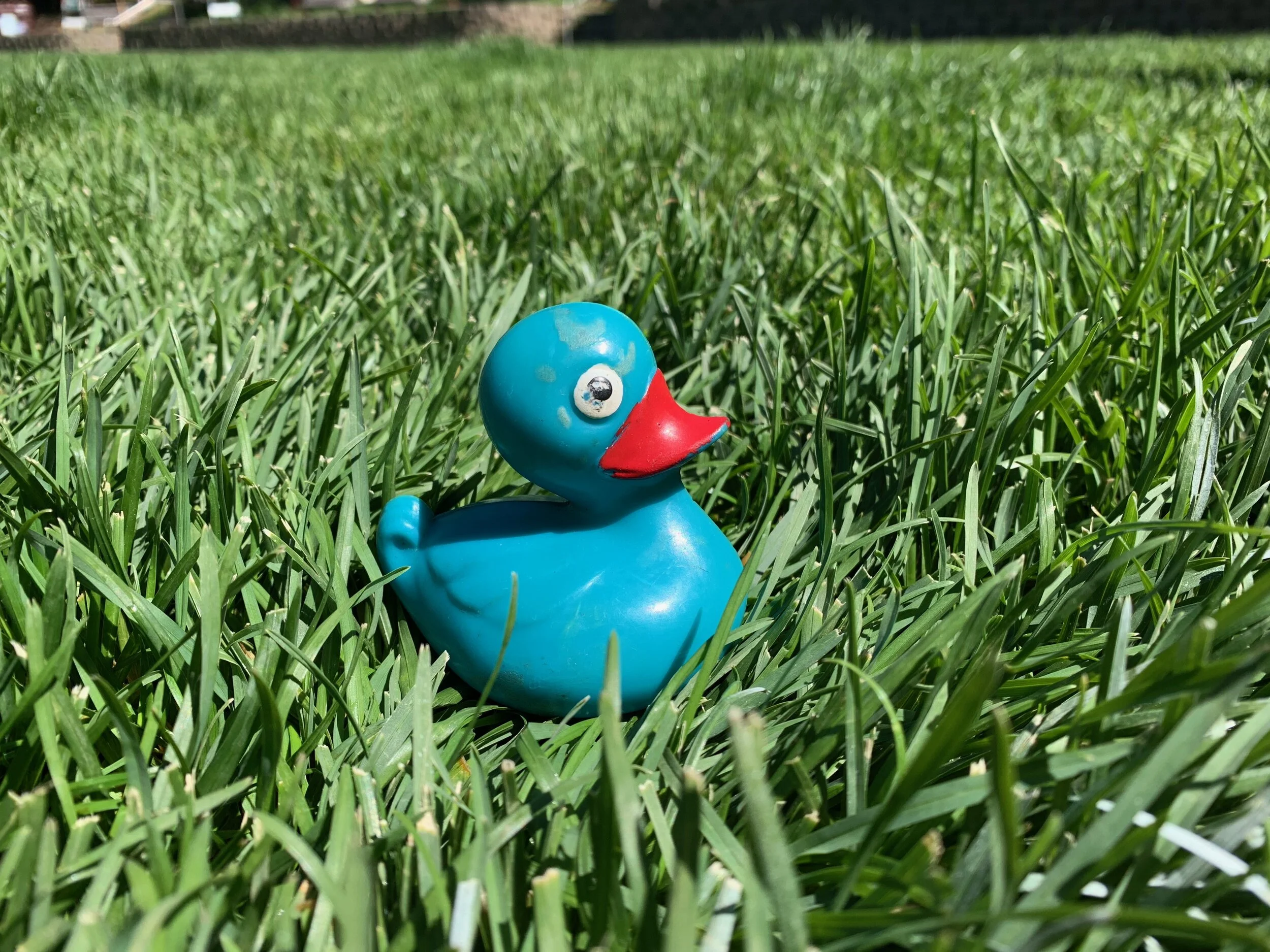 Schedule — Palo Alto Lacrosse Club