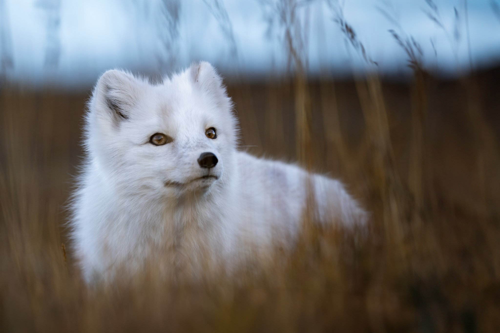 Arctic fox / Svalbard