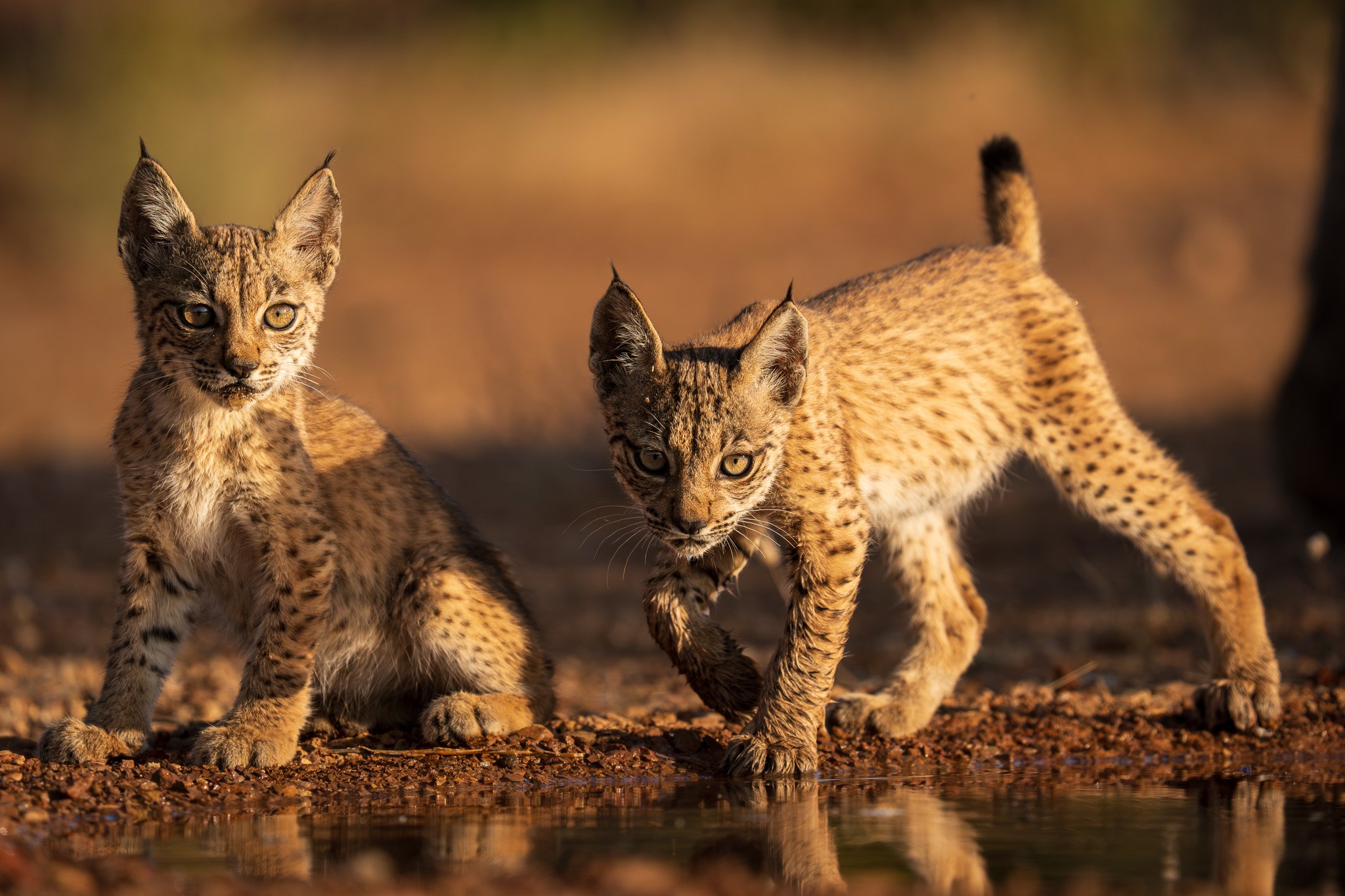 Iberian Lynx / Spain