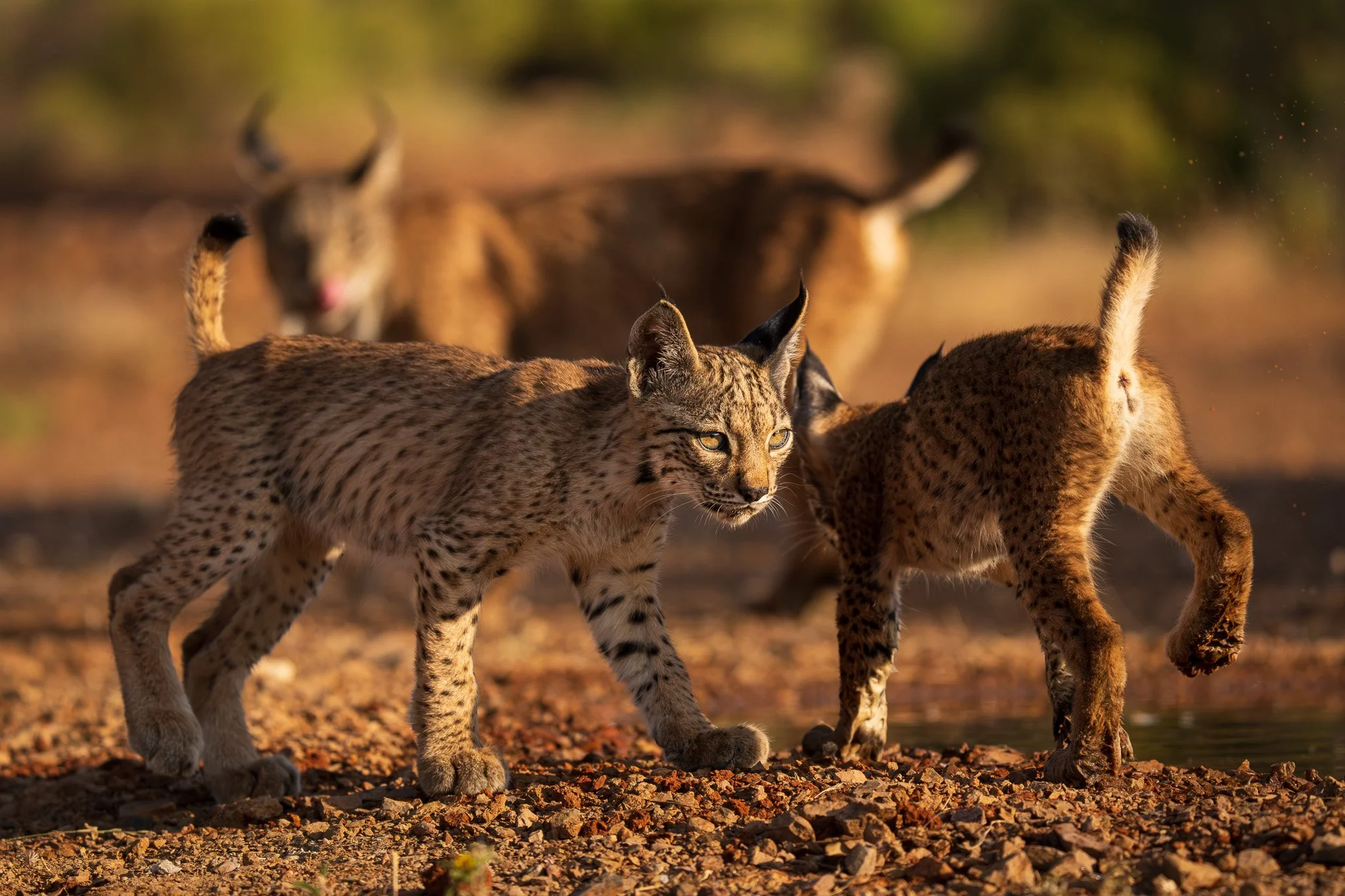 Iberian Lynx / Spain