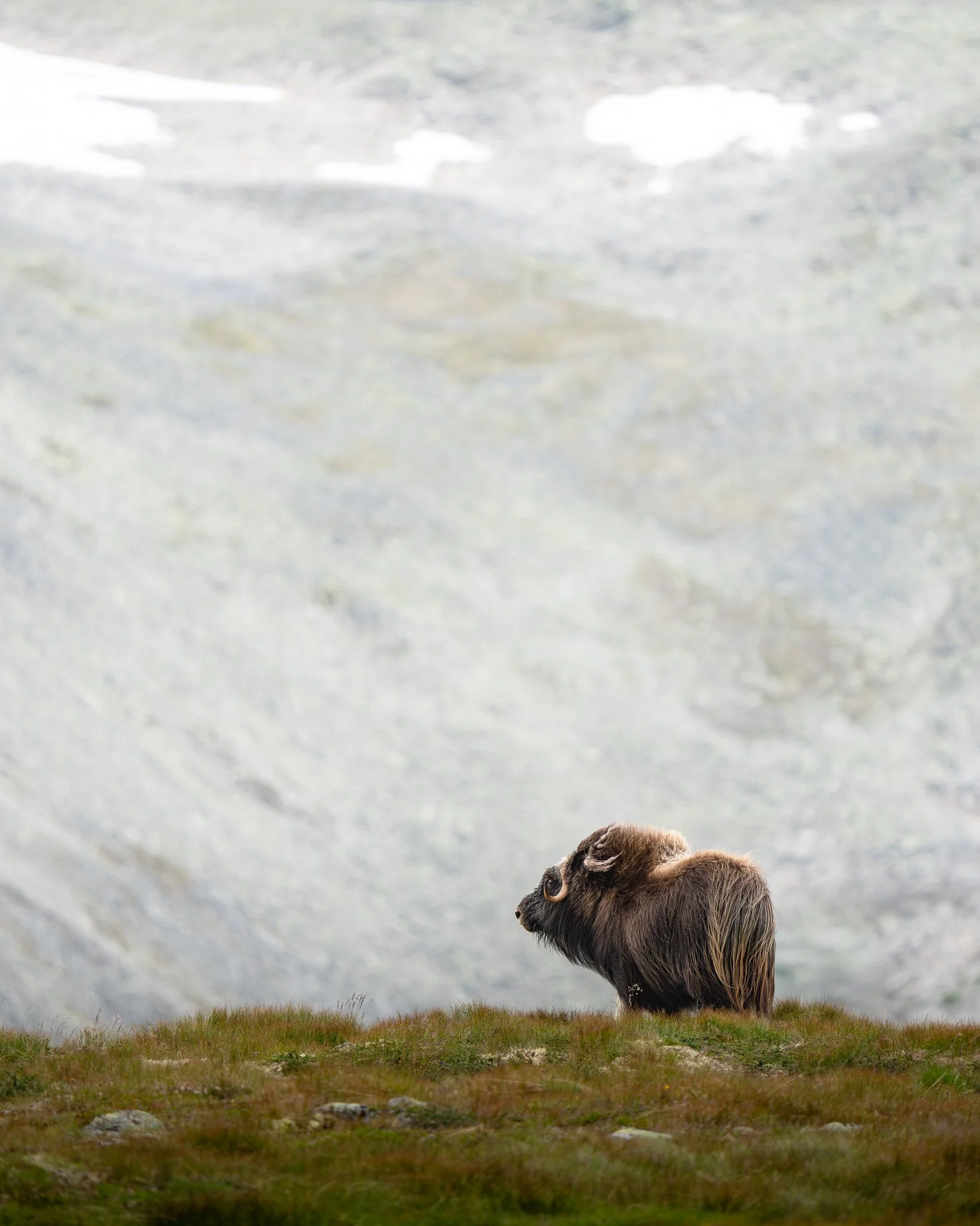 Musk oxen / Norway
