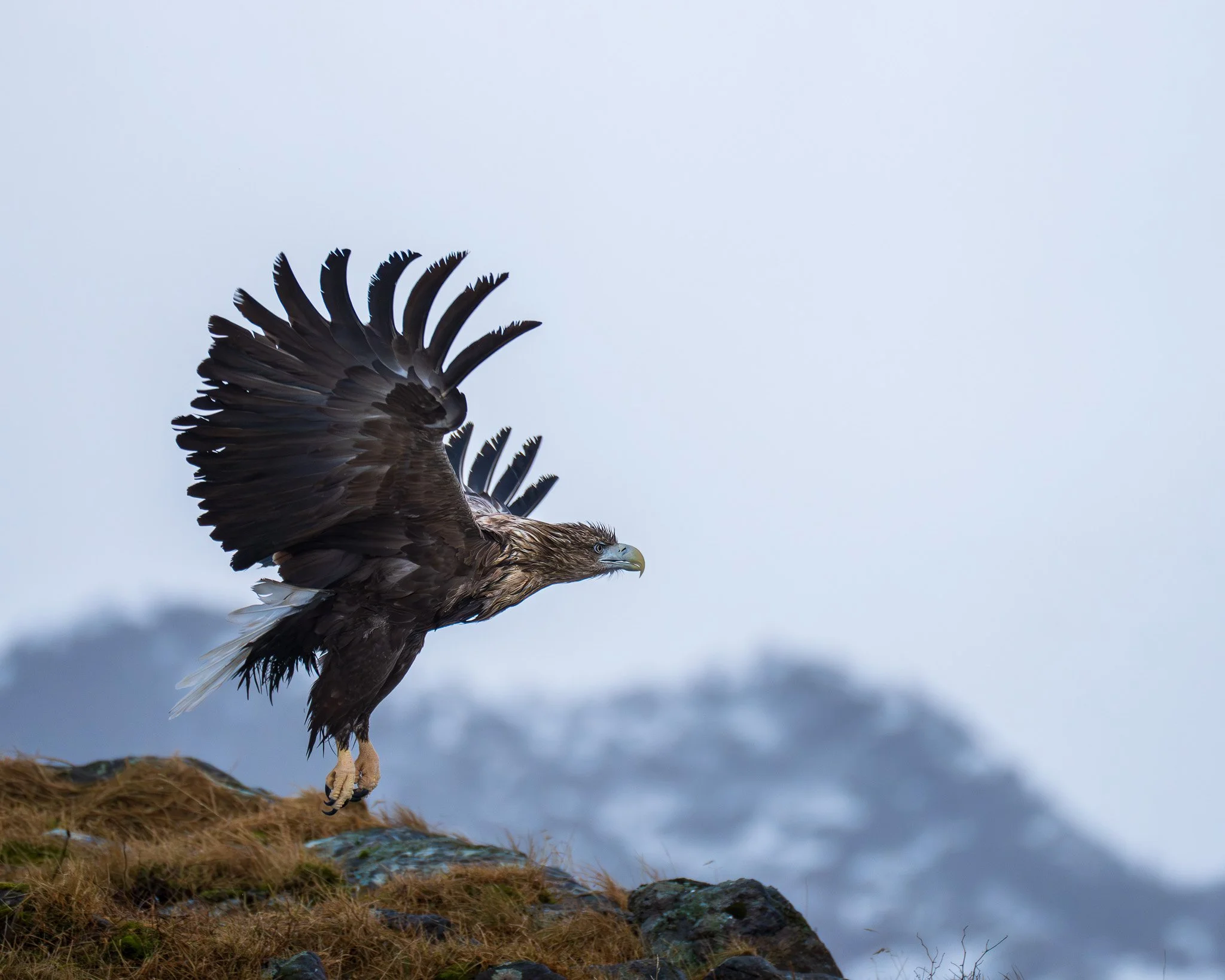 White Tailed Eagle / Norway