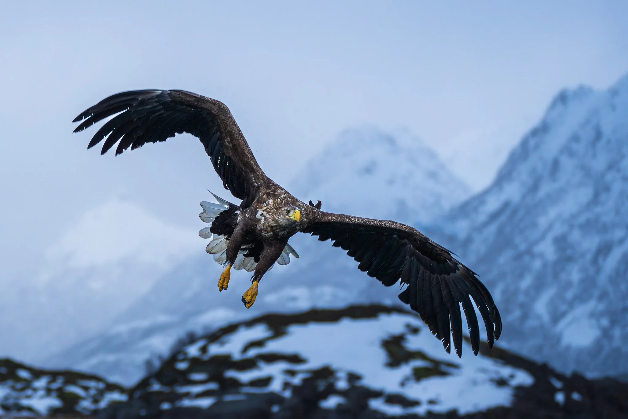 White Tailed Eagle / Norway