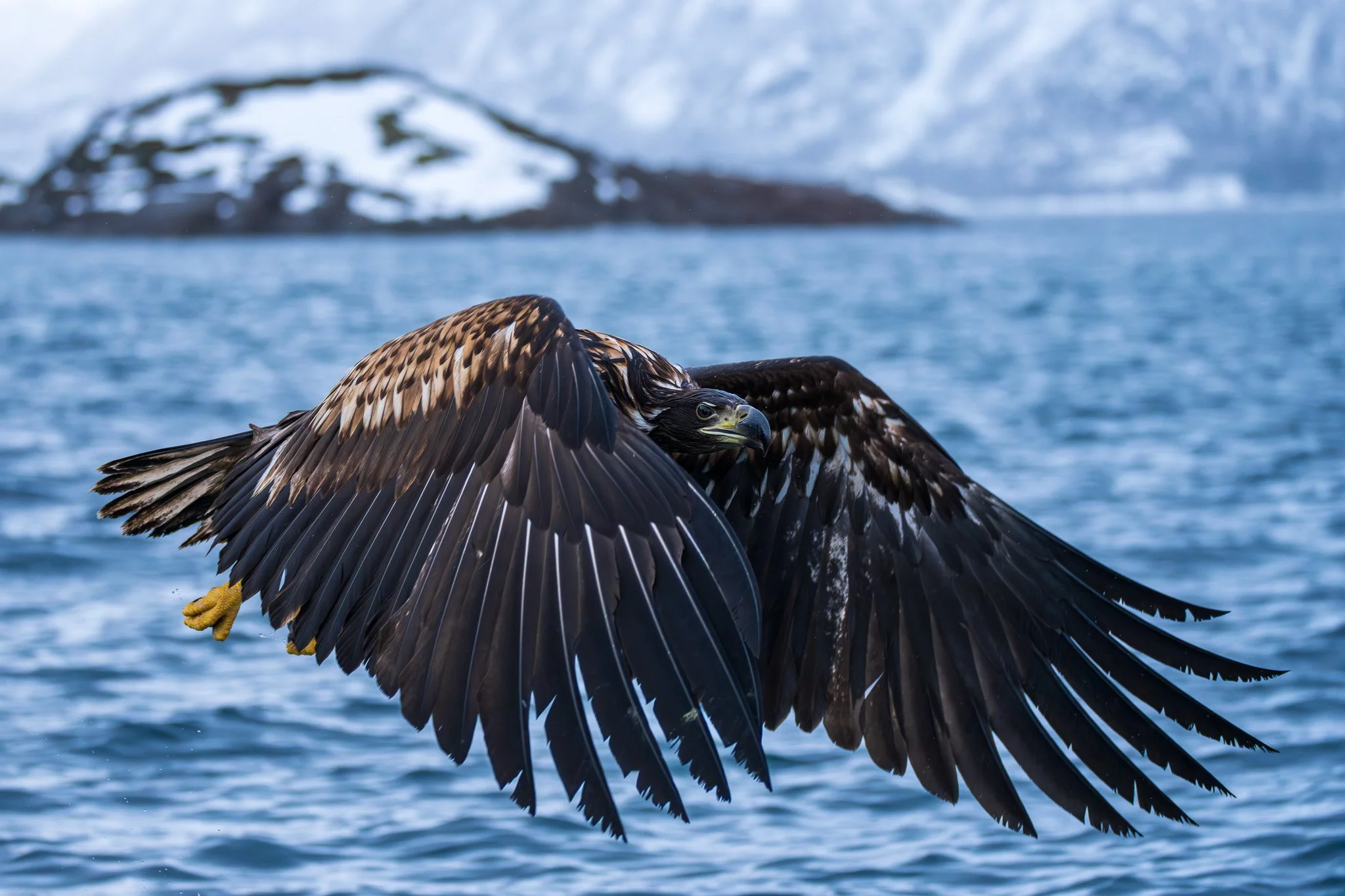 White Tailed Eagle / Norway