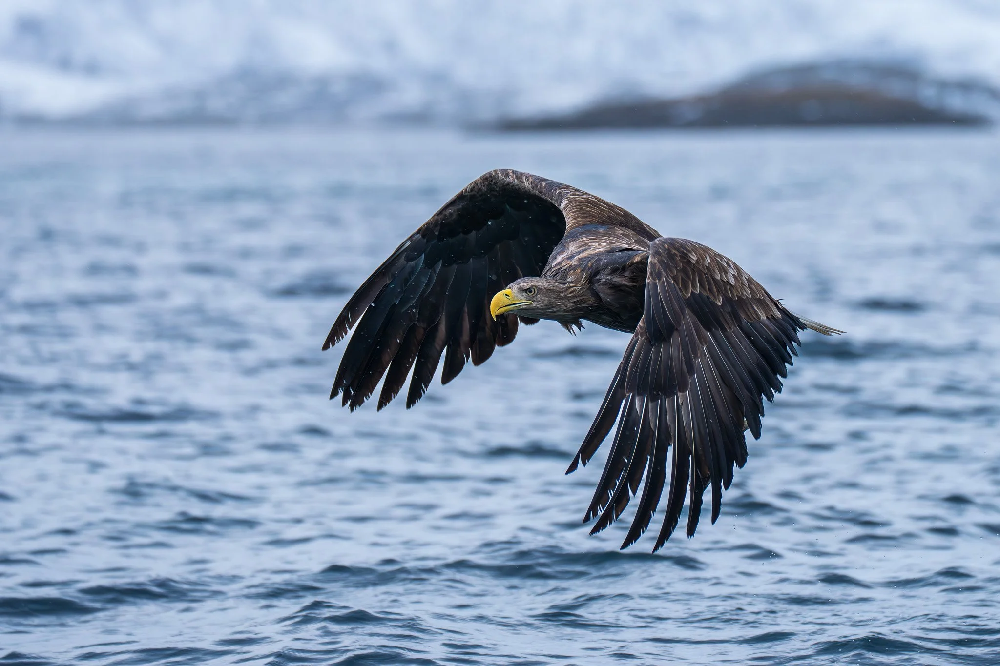 White Tailed Eagle / Norway