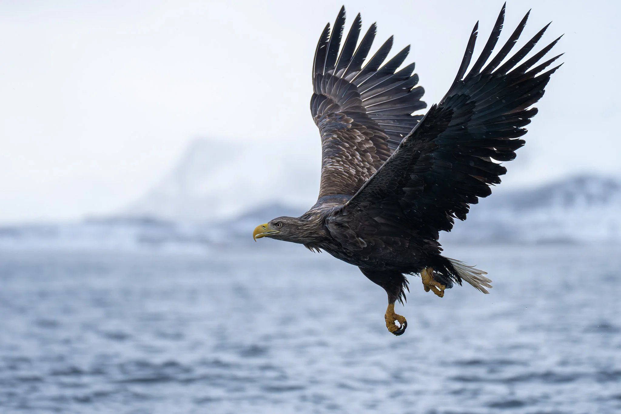 White Tailed Eagle / Norway