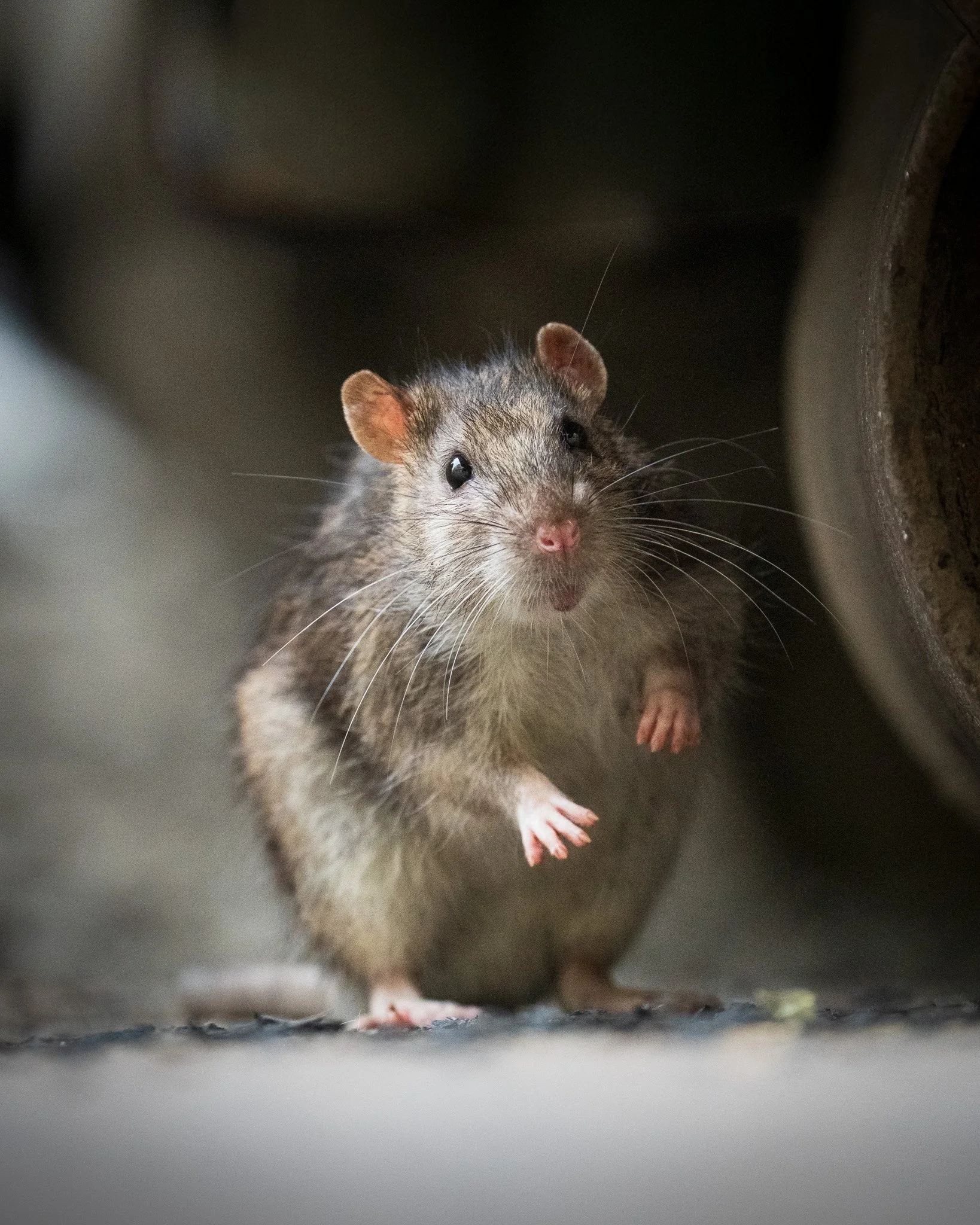 City rat / Norway