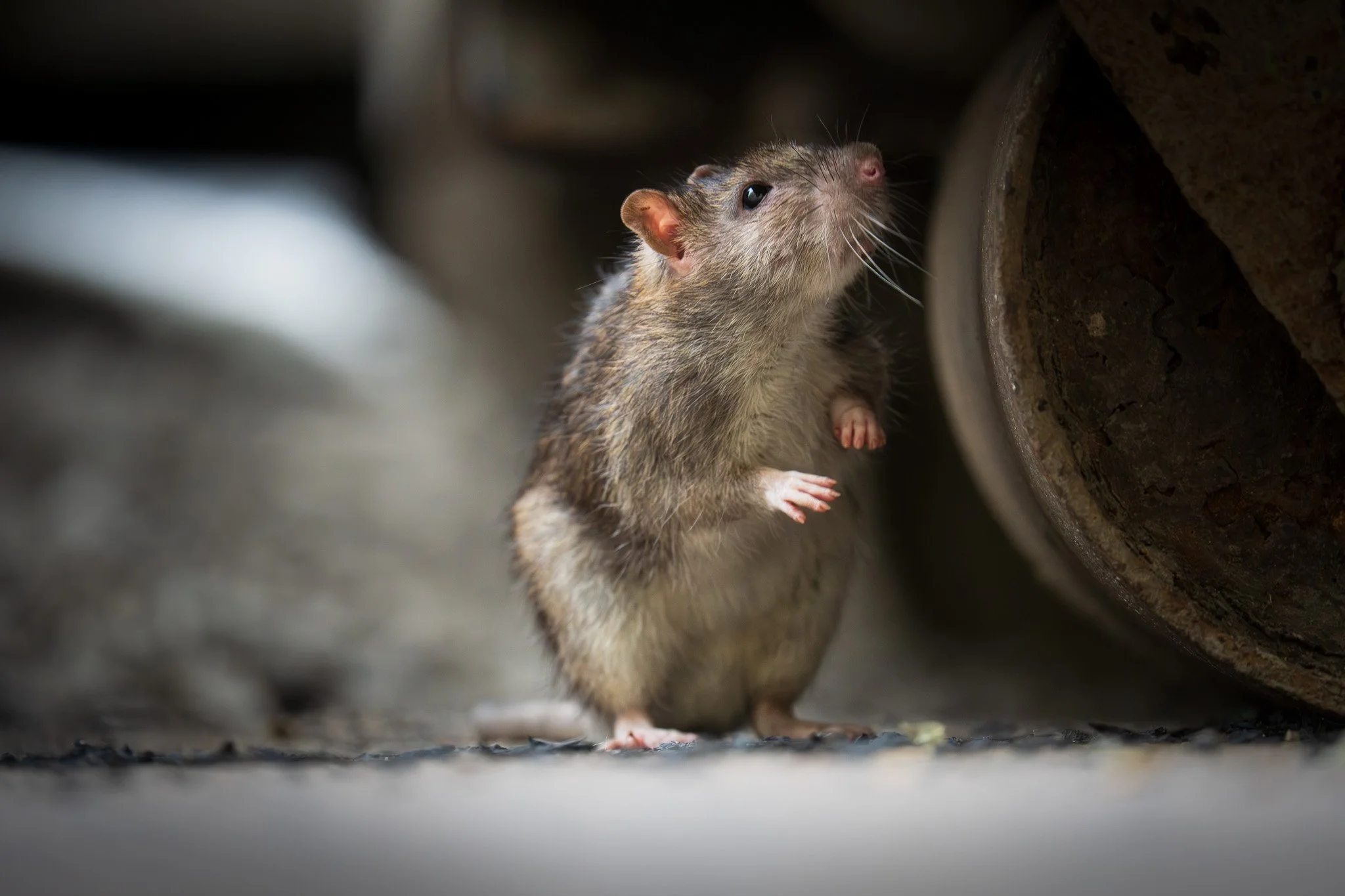 City rat / Norway