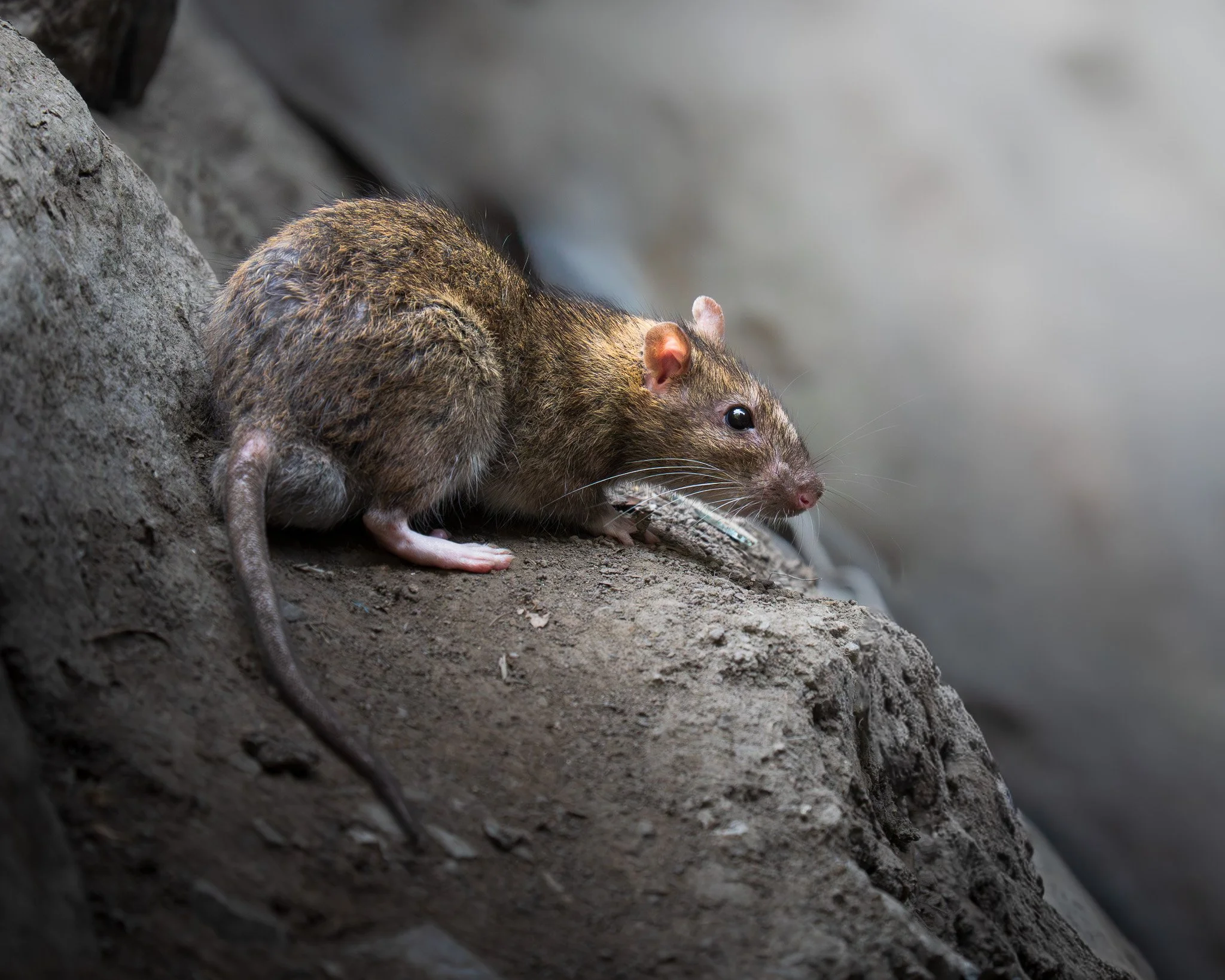 City rat / Norway