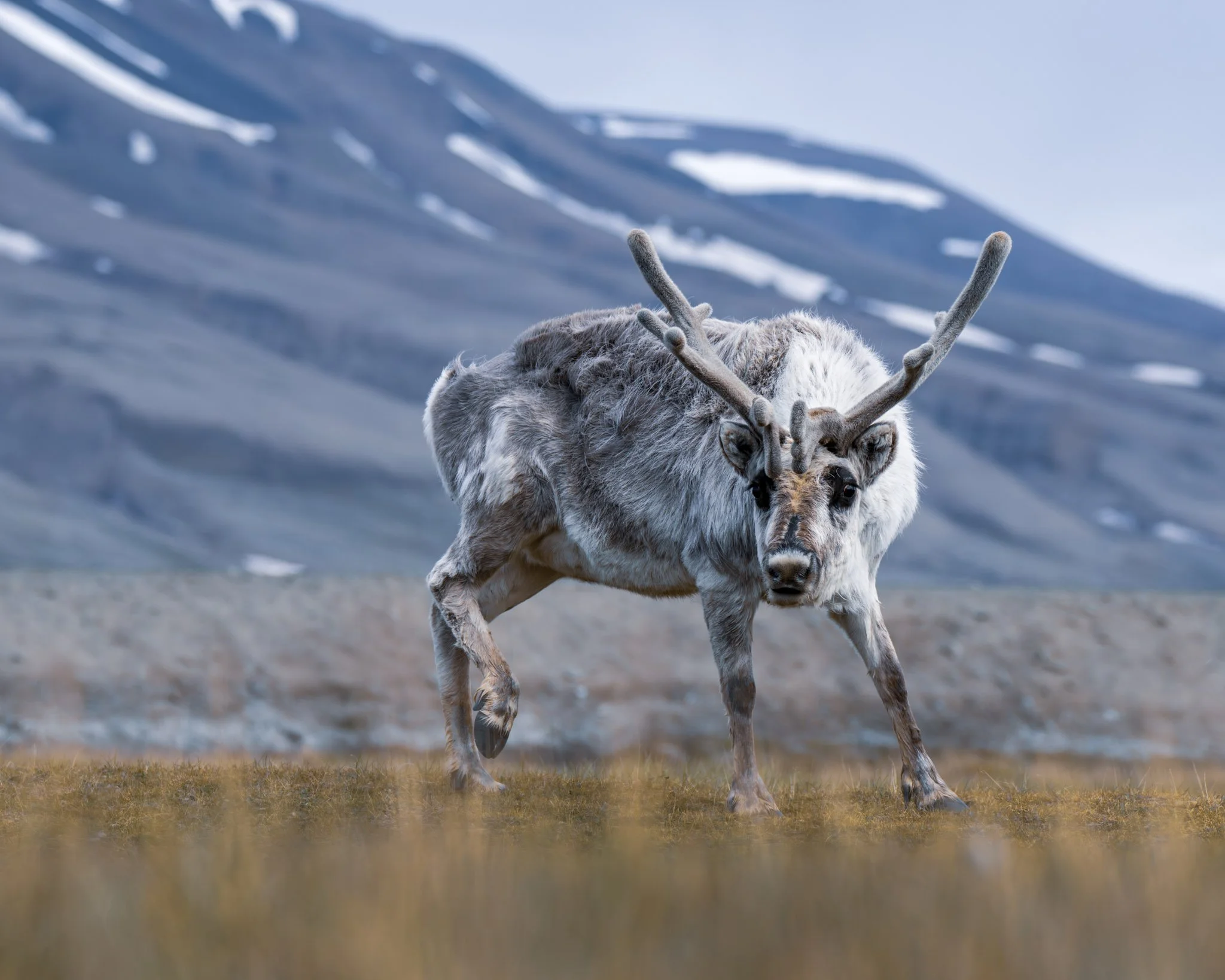 Reindeer / Svalbard