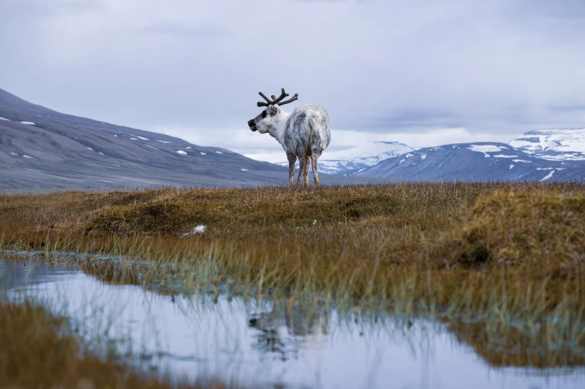 Reindeer / Svalbard