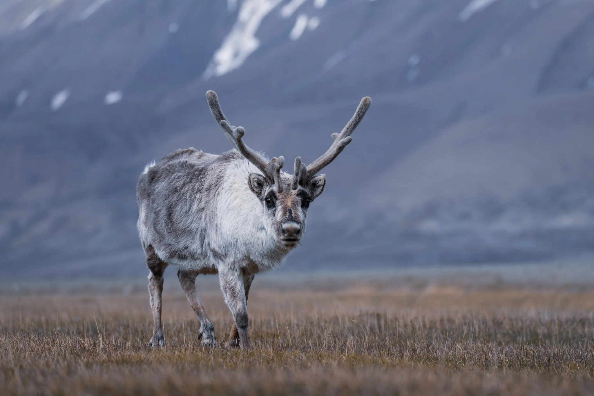 Reindeer / Svalbard
