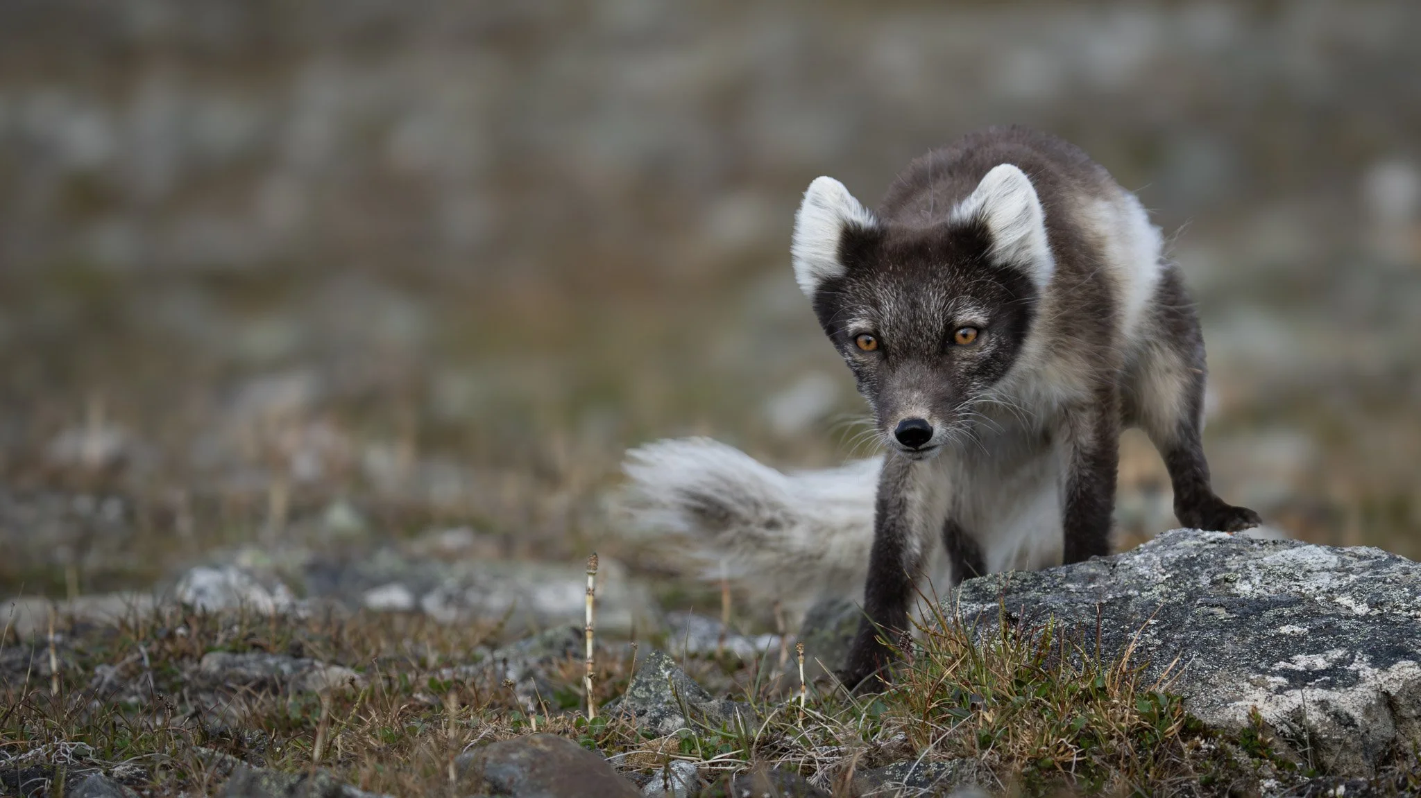 Arctic Fox / Svalbard