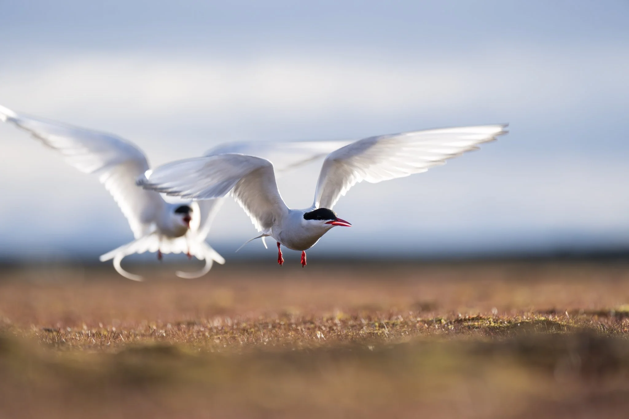 Arctic Tern / Svalbard