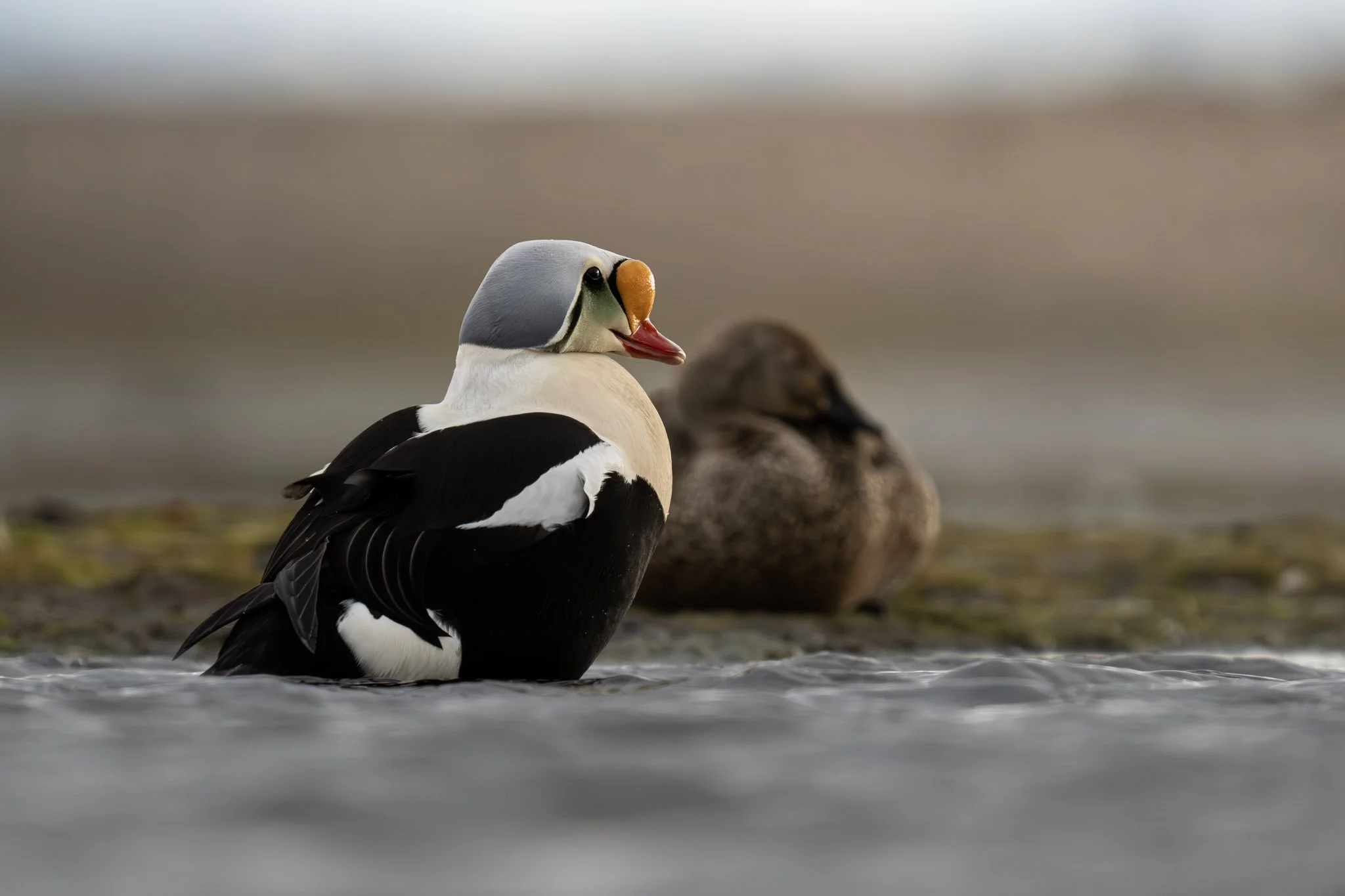 King Eider / Svalbard