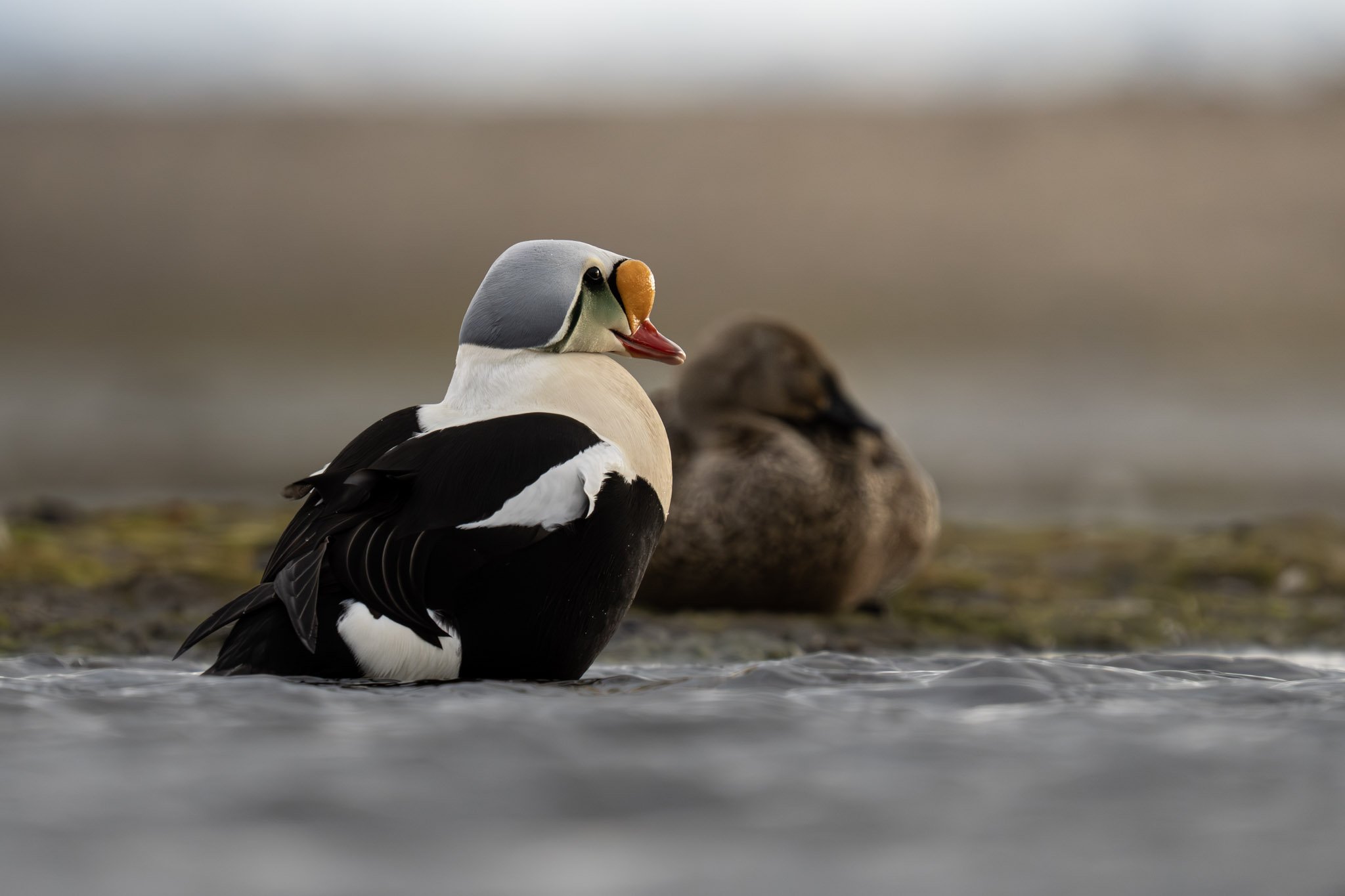 King Eide / Svalbard