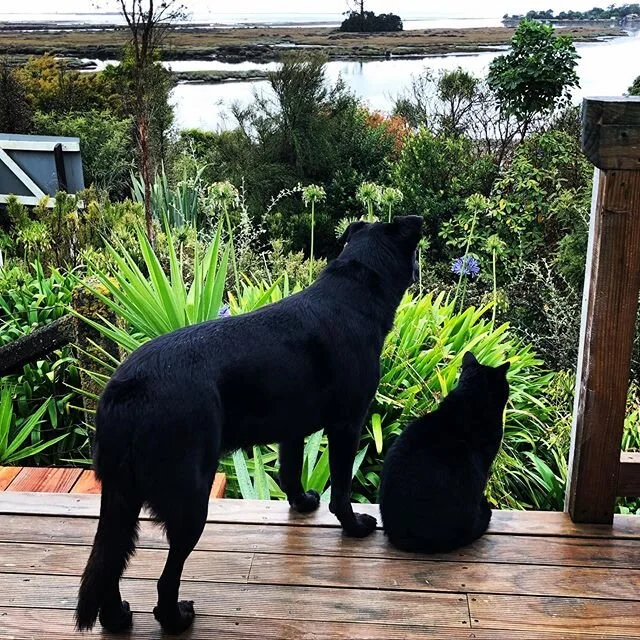 These two...plotting a break out? Escaping to find new friends? Coping Ok in #paradise #goldenbaynz #zatorigoldenbay #zatoripets #beau #milo #bestfriends #nelsonshines