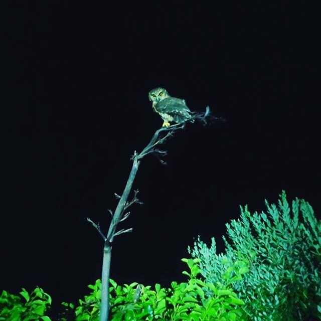 We got the pleasure of meeting this we guy last night he&rsquo;s been visiting most nights &amp; making a crazy noise so nice to sneak out &amp; see such a beautiful owl &amp; other amazing photos all taken here in paradise yesterday #solucky  #natur