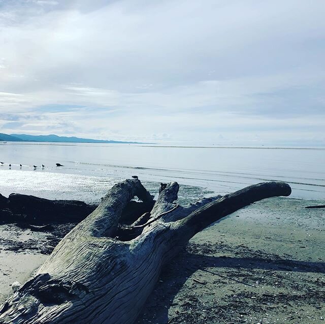 Beau playing hide n seek once again! He&rsquo;s such a dag &amp; makes me laugh 😂 #funnydog #beau #zatoripets #collingwood #lovethisplace #goldenbaynz