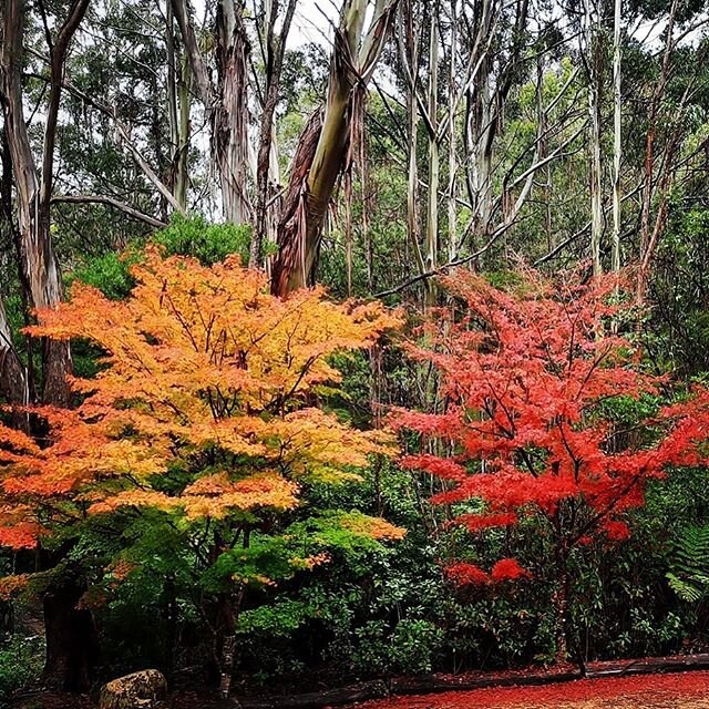 Magical Milnthorpe #lovethisplace #milnthorpe #goldenbaynz #collingwood #zatori #homesweethome #nz #mapletrees