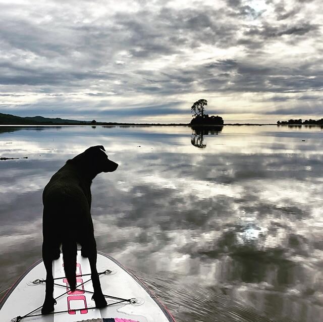 Off for a sneaky wee paddle with my bestie this morning &hearts;️#paddle #beau #zatoripets #goldenbaynz #ilovenelsontasman #luckygirl #lovethisplace