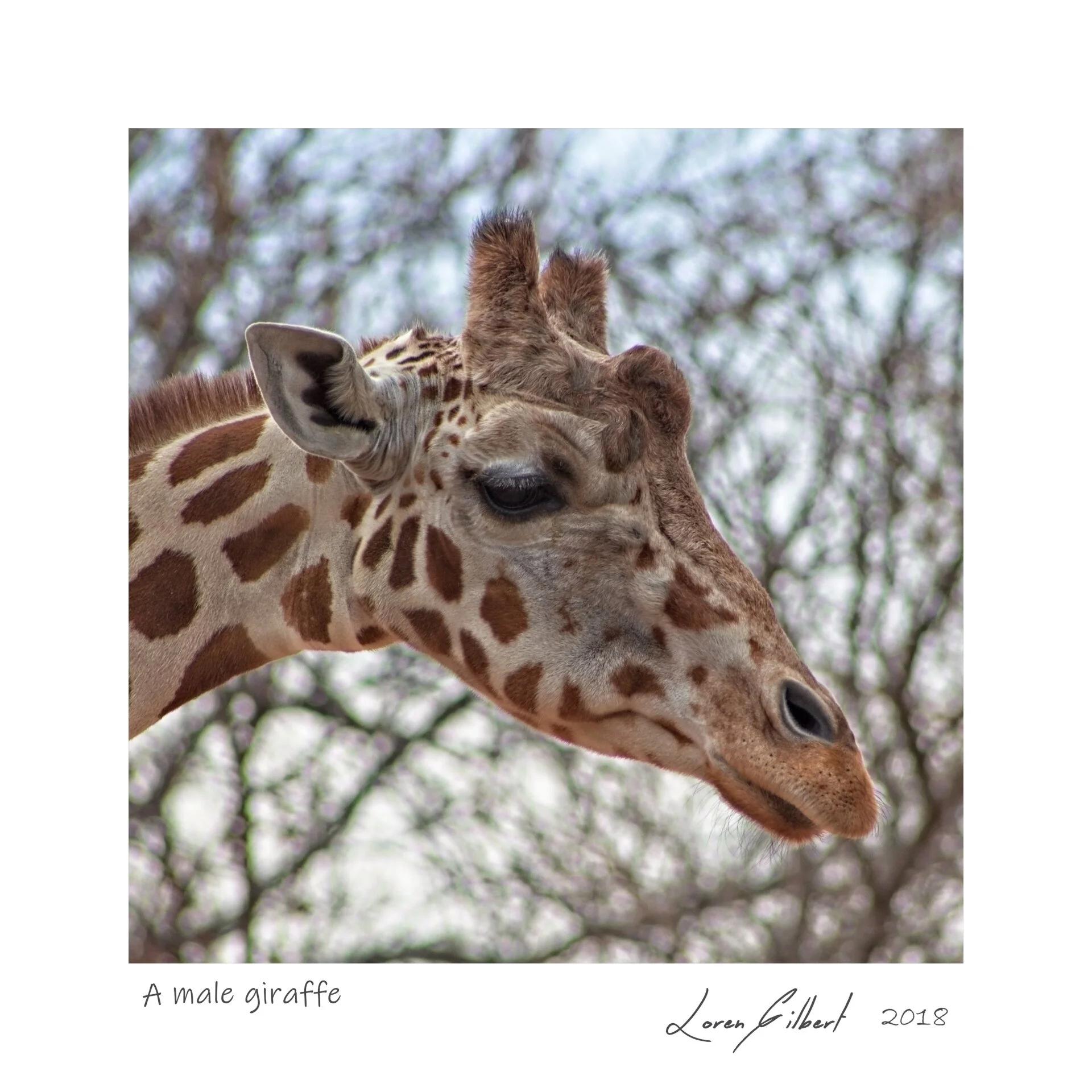 A male giraffe
