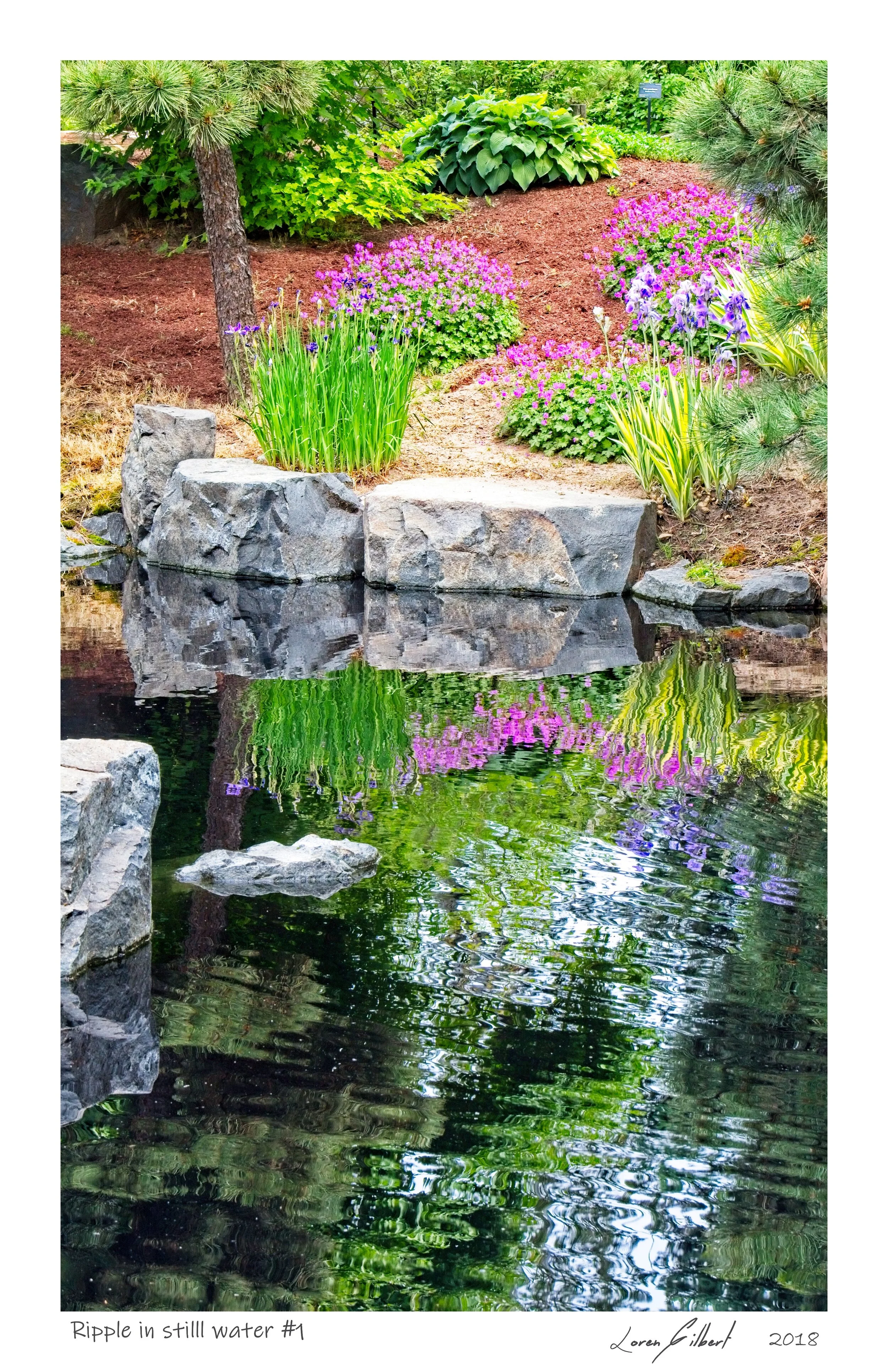 Ripple In Still Water #1