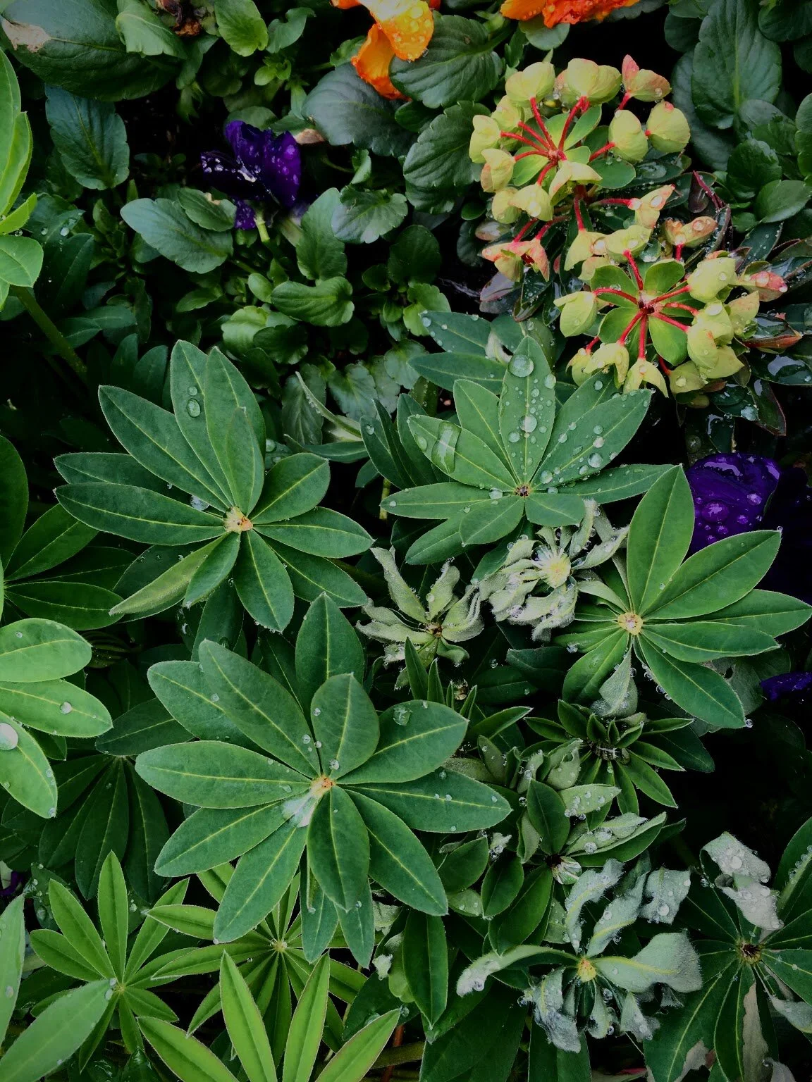 POPPY HOUSE // PHILADELPHIA 2017