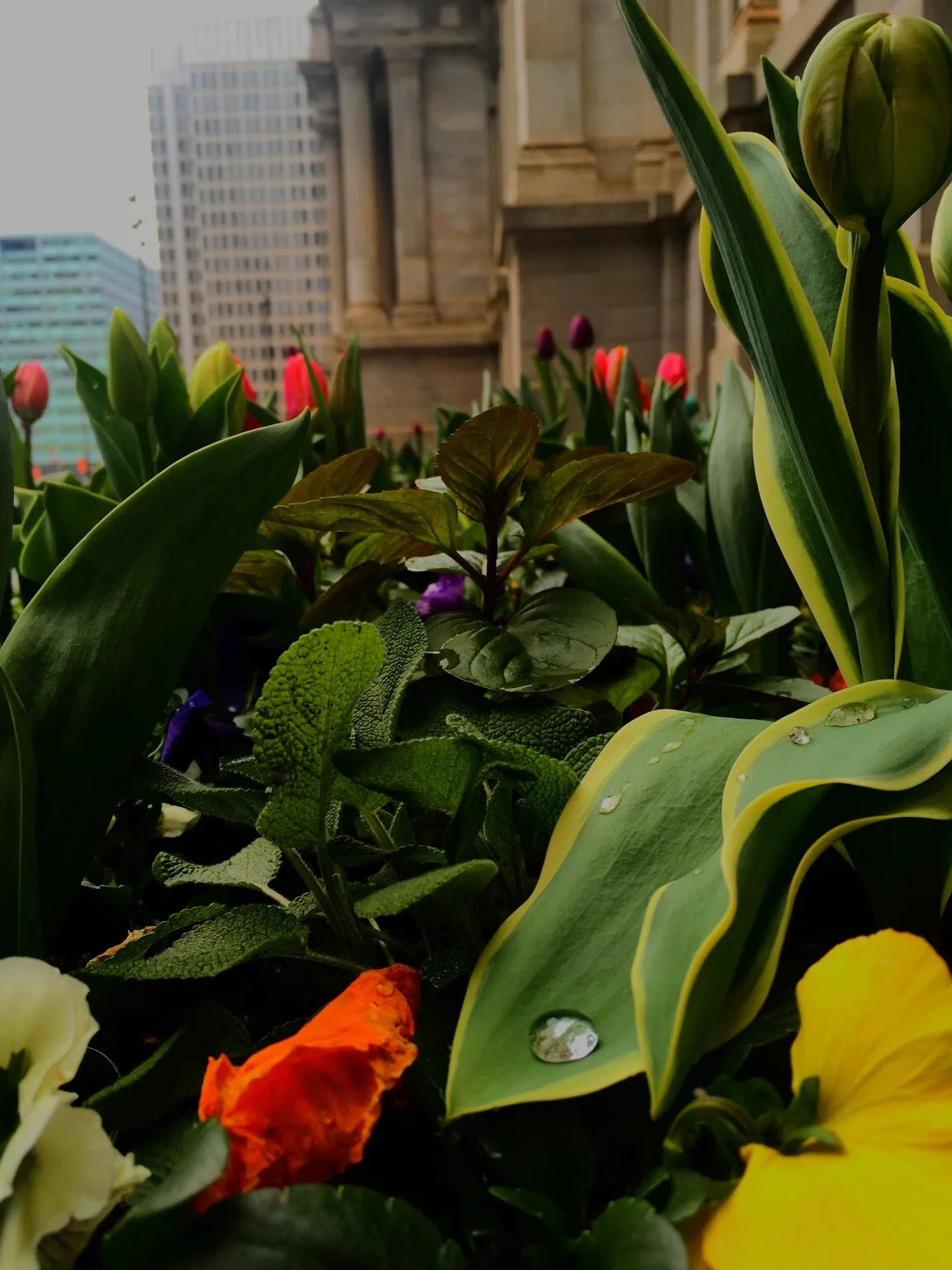 COMMUNITY SPACE // PHILADELPHIA 2017