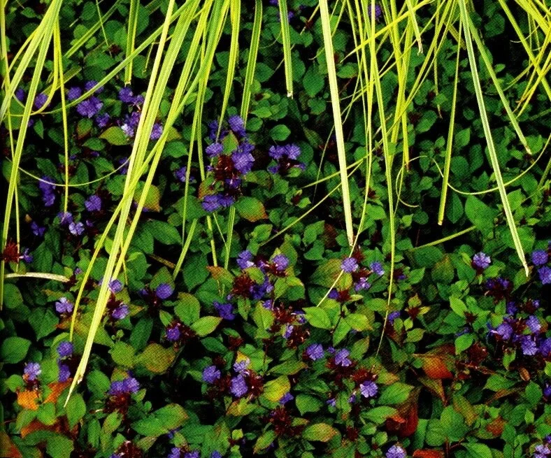 ELLEN'S GARDEN // PHILADELPHIA 2016